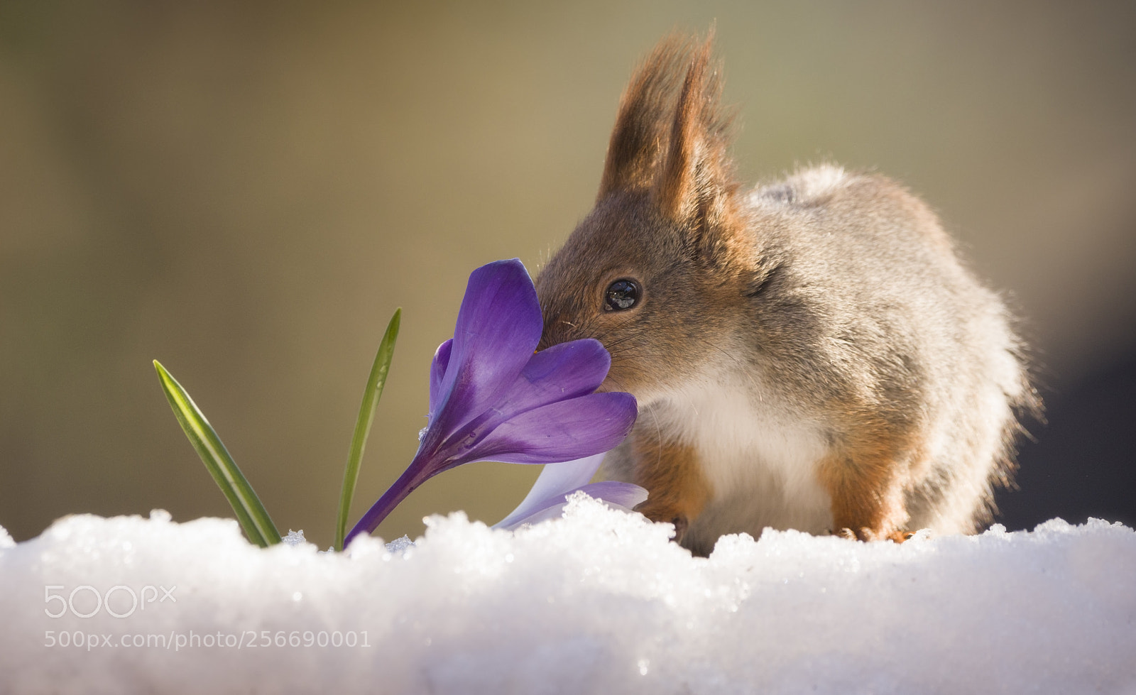 Nikon D810 sample photo. Red squirrel on the photography