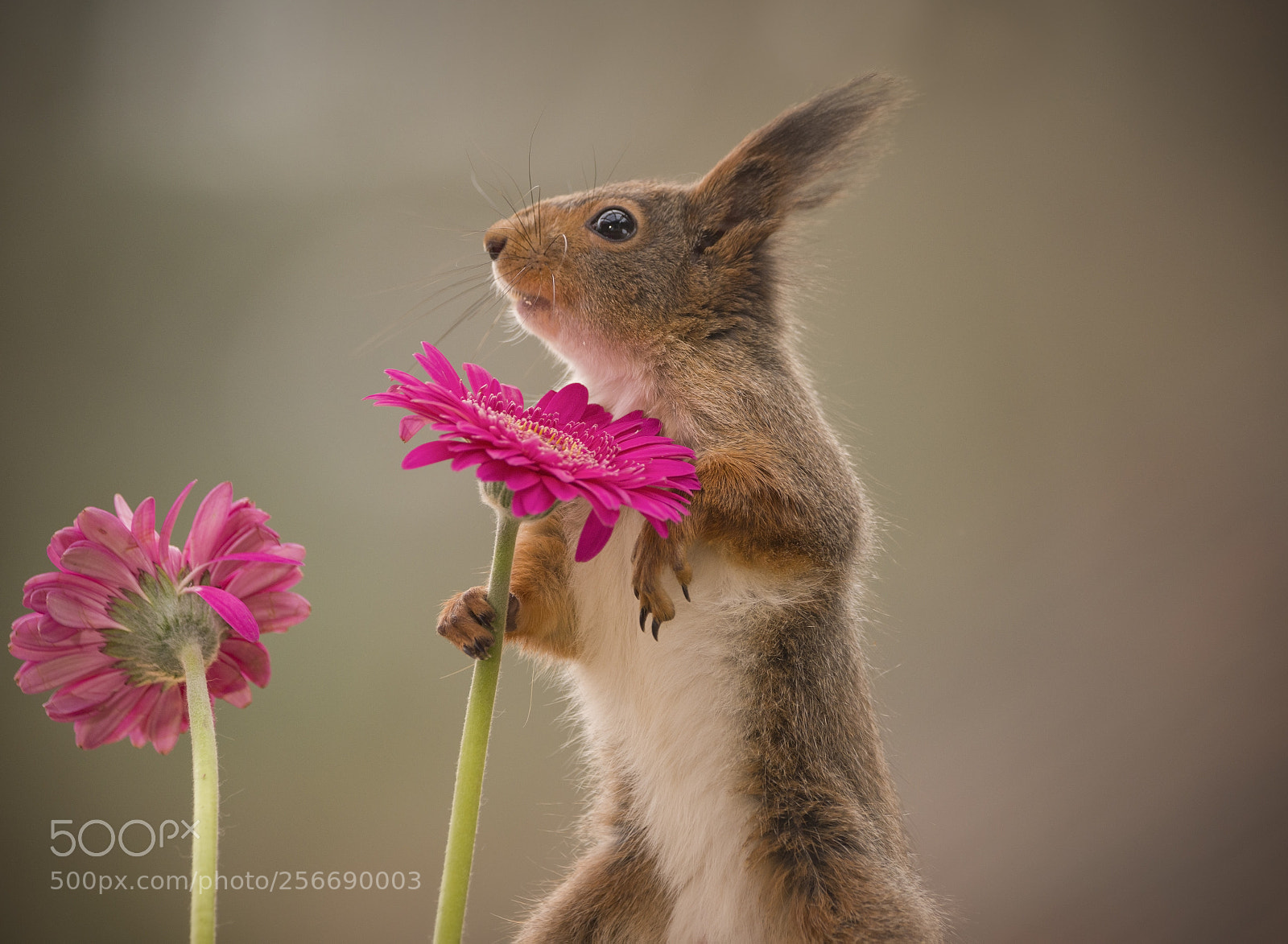 Nikon D810 sample photo. Red squirrel is holding photography