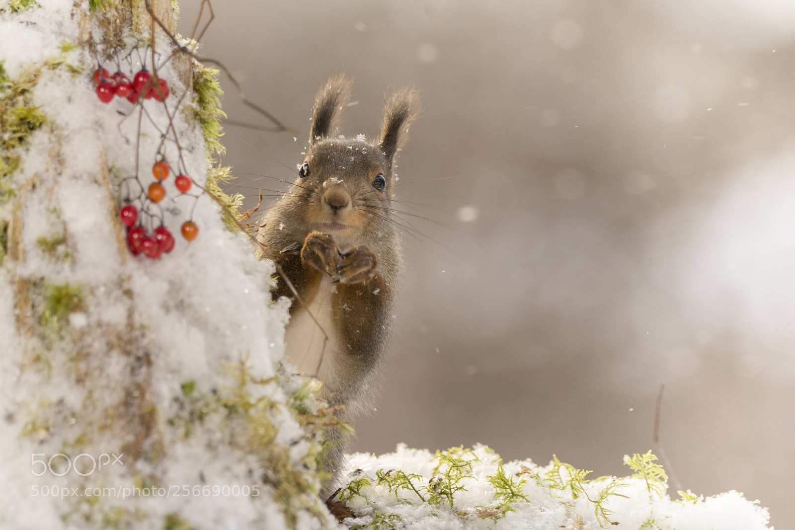 Nikon D7100 sample photo. Red squirrel is hiding photography