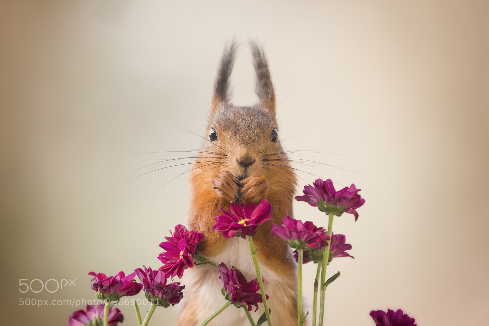 Nikon D810 sample photo. Red squirrel is standing photography
