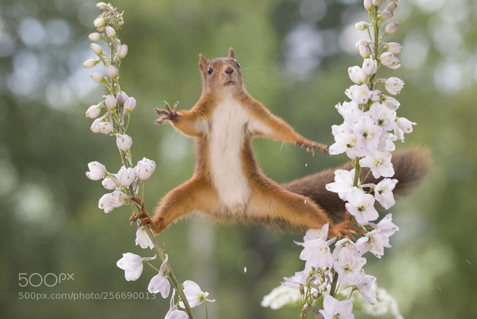Nikon D810 sample photo. Red squirrel between delphinium photography
