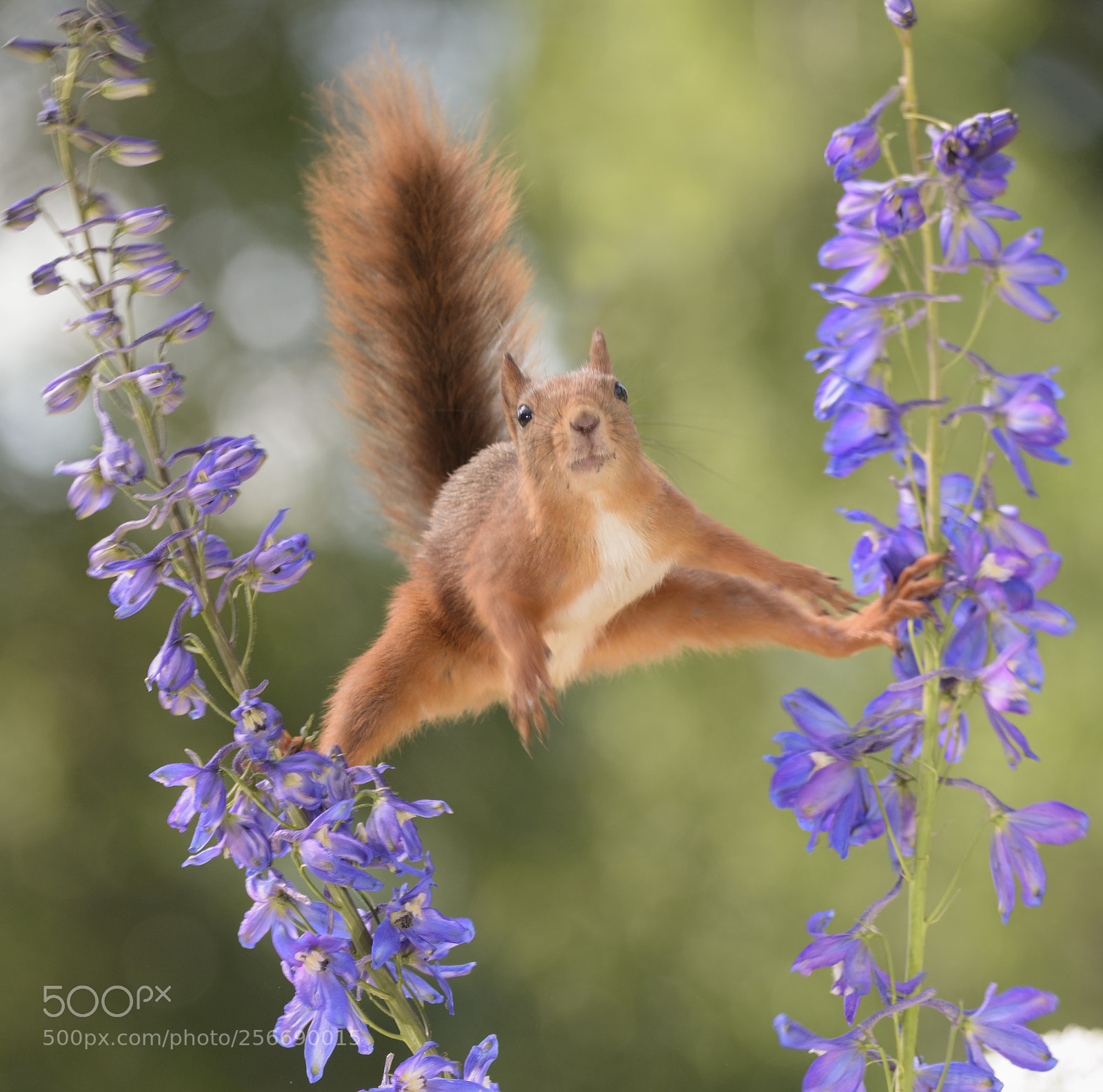 Nikon D810 sample photo. Squirrel between delphinium in photography