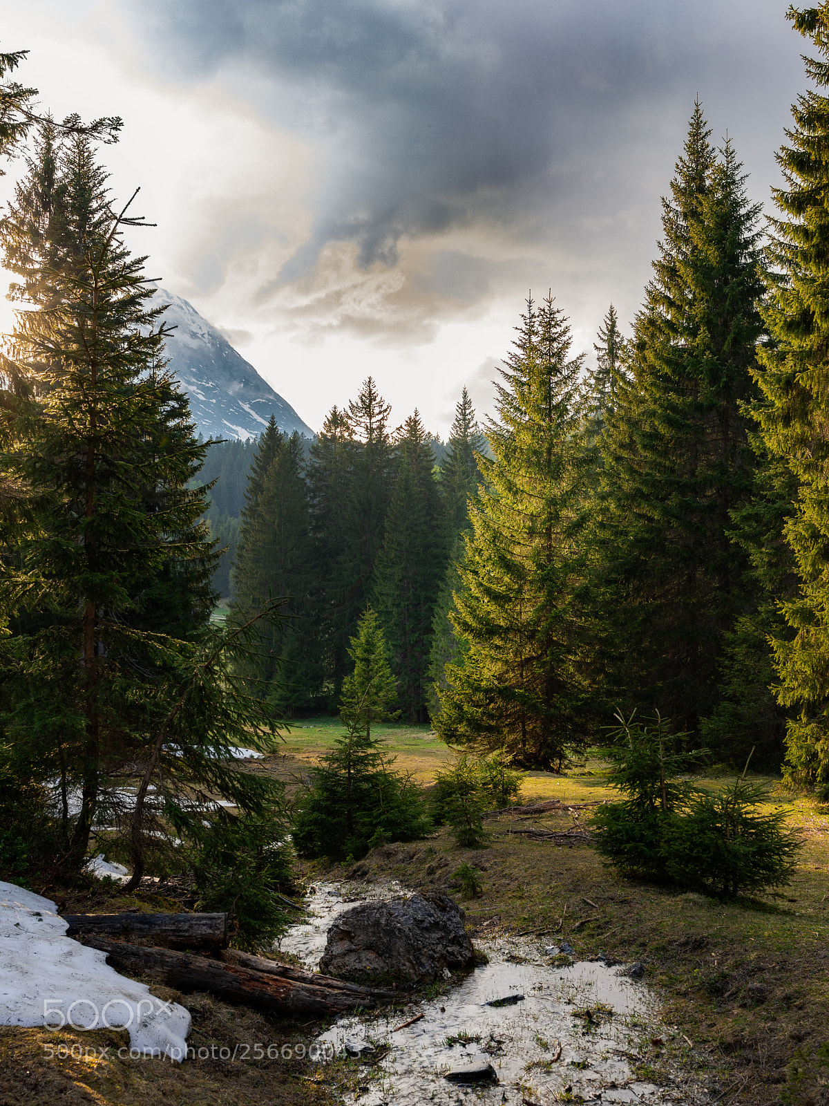 Canon EOS 5D Mark IV sample photo. Forest glade photography