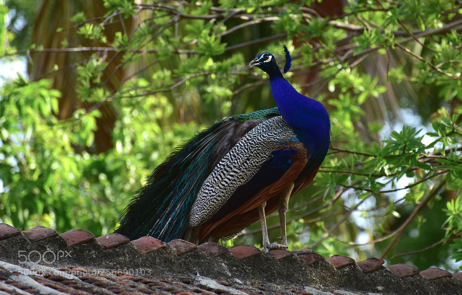 Nikon D750 sample photo. A beautiful peacock ....! photography