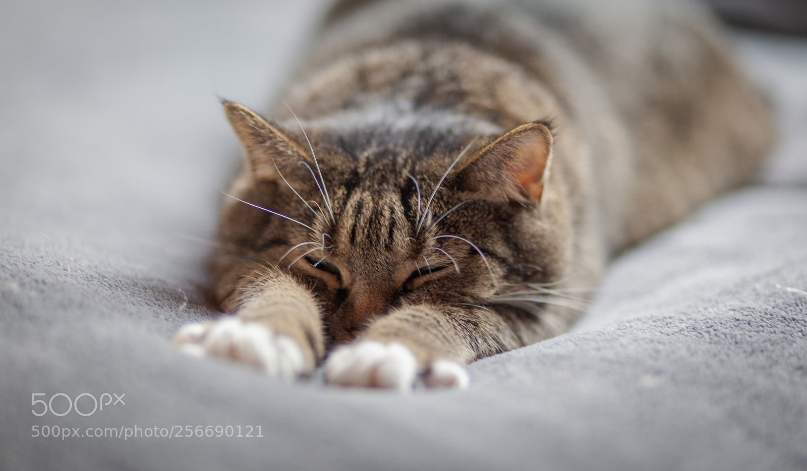 Canon EOS 5D Mark II sample photo. Sleeping cat photography