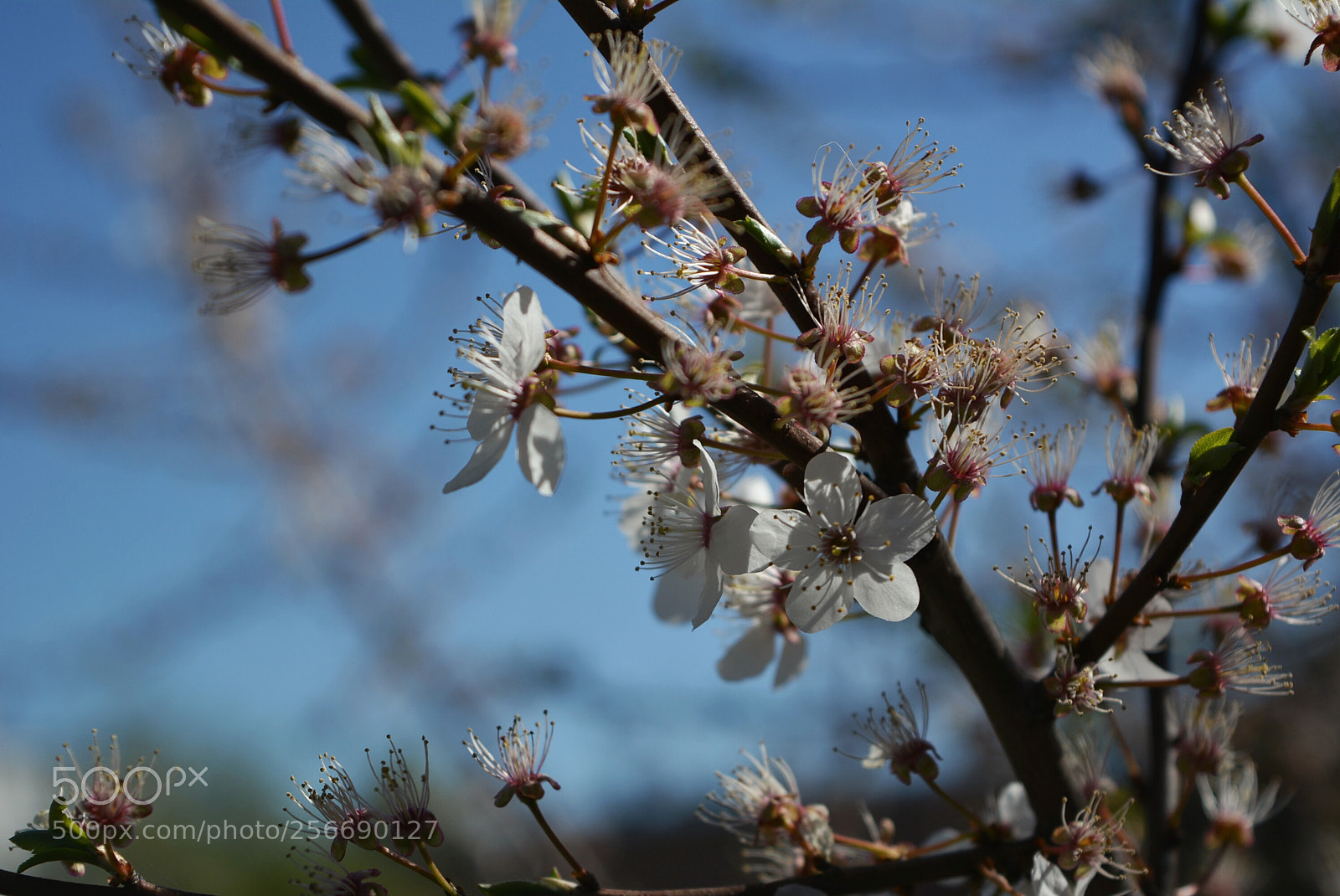 Nikon D5200 sample photo. Mirabelki16 photography