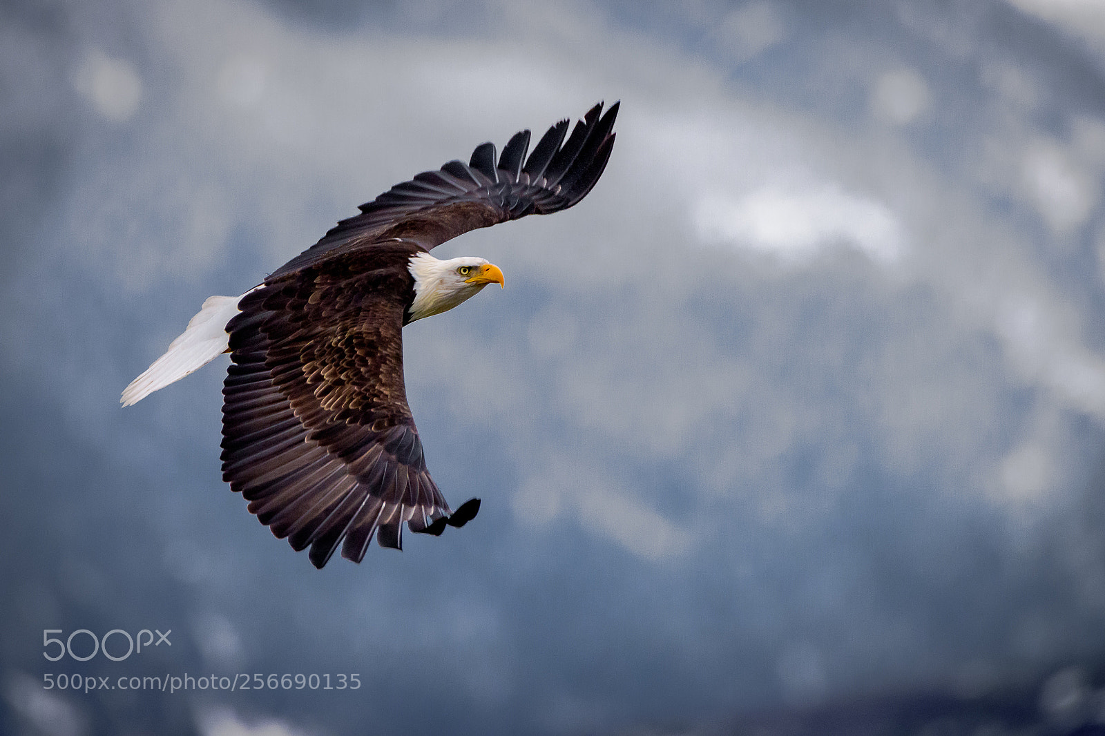 Nikon D810 sample photo. Bald eagle photography