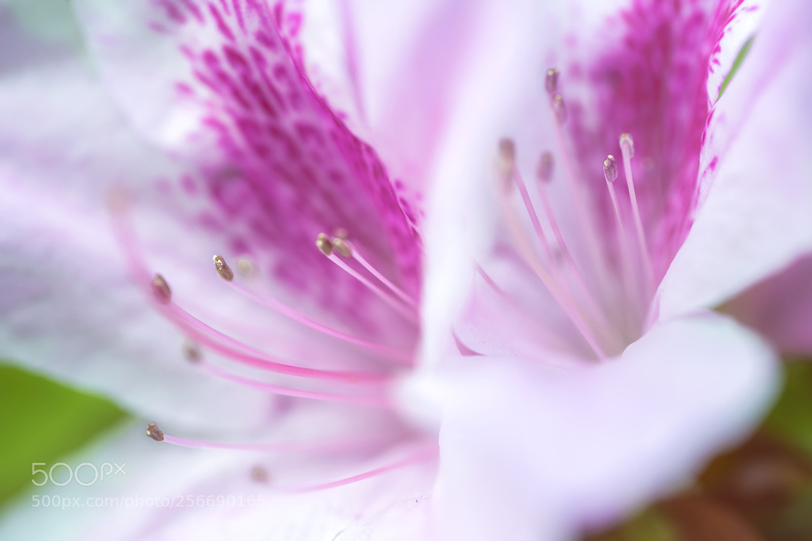 Canon EOS 6D sample photo. Azalea x photography