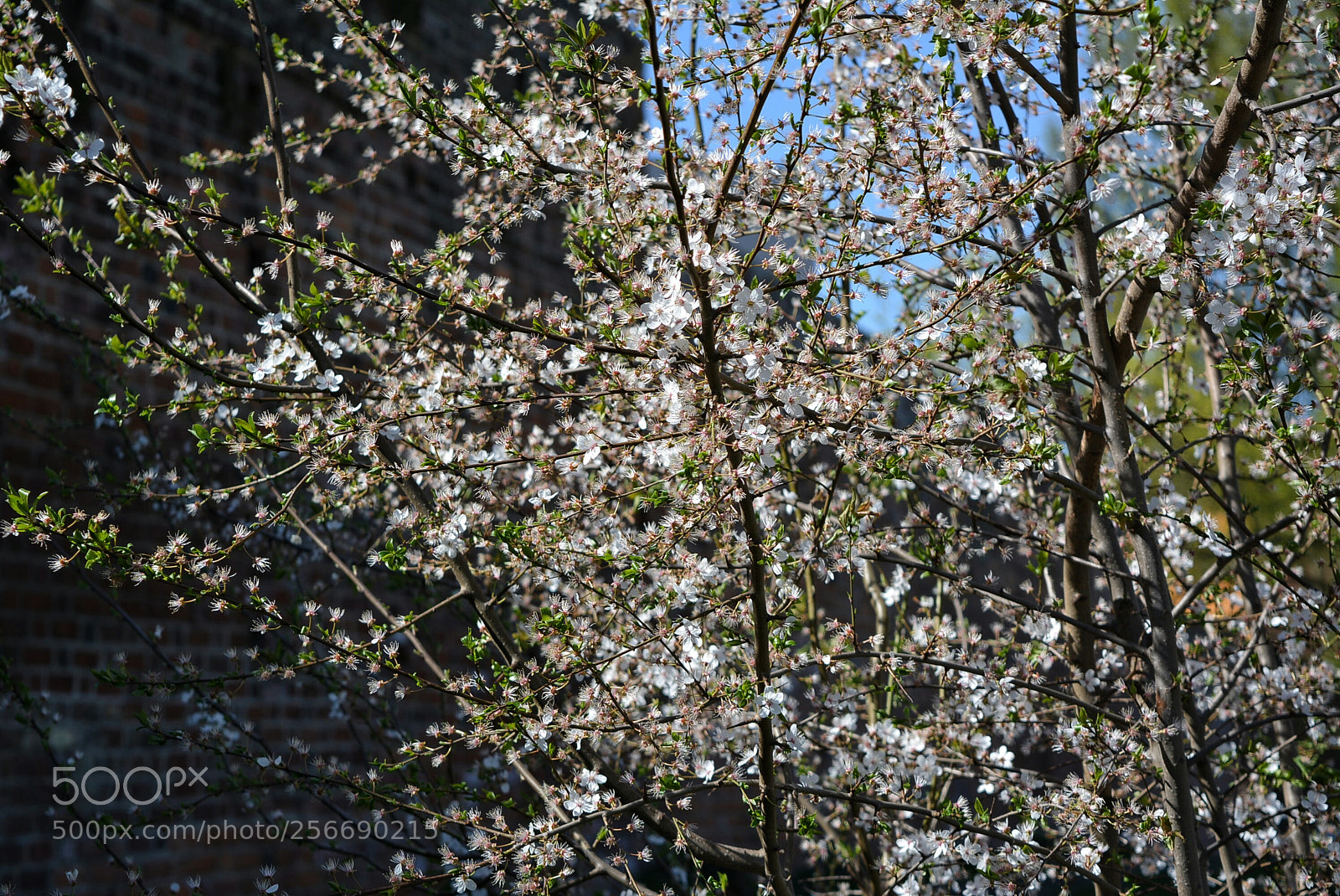 Nikon D5200 sample photo. Mirabelki17 photography