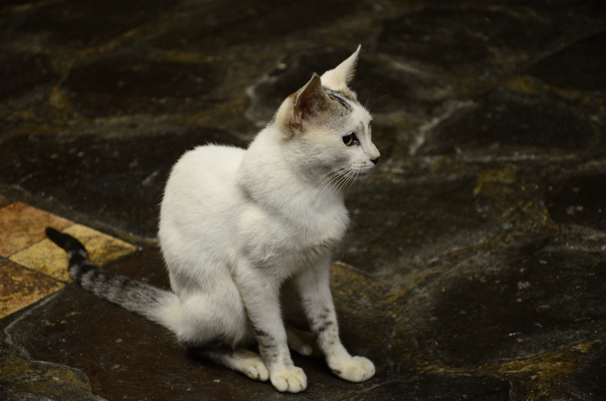 Nikon D7000 sample photo. The cat is watching photography