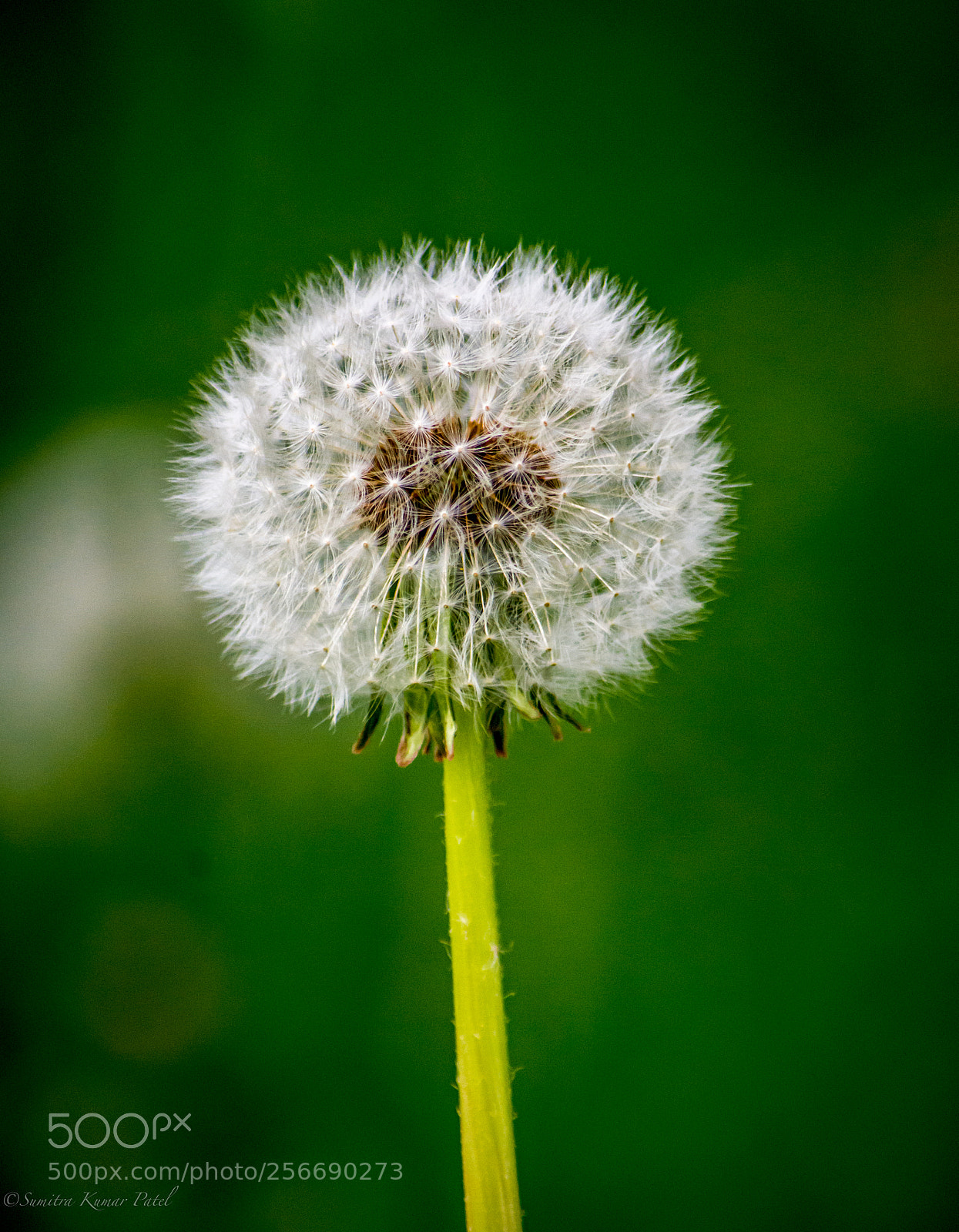Nikon D7200 sample photo. Dandelion photography