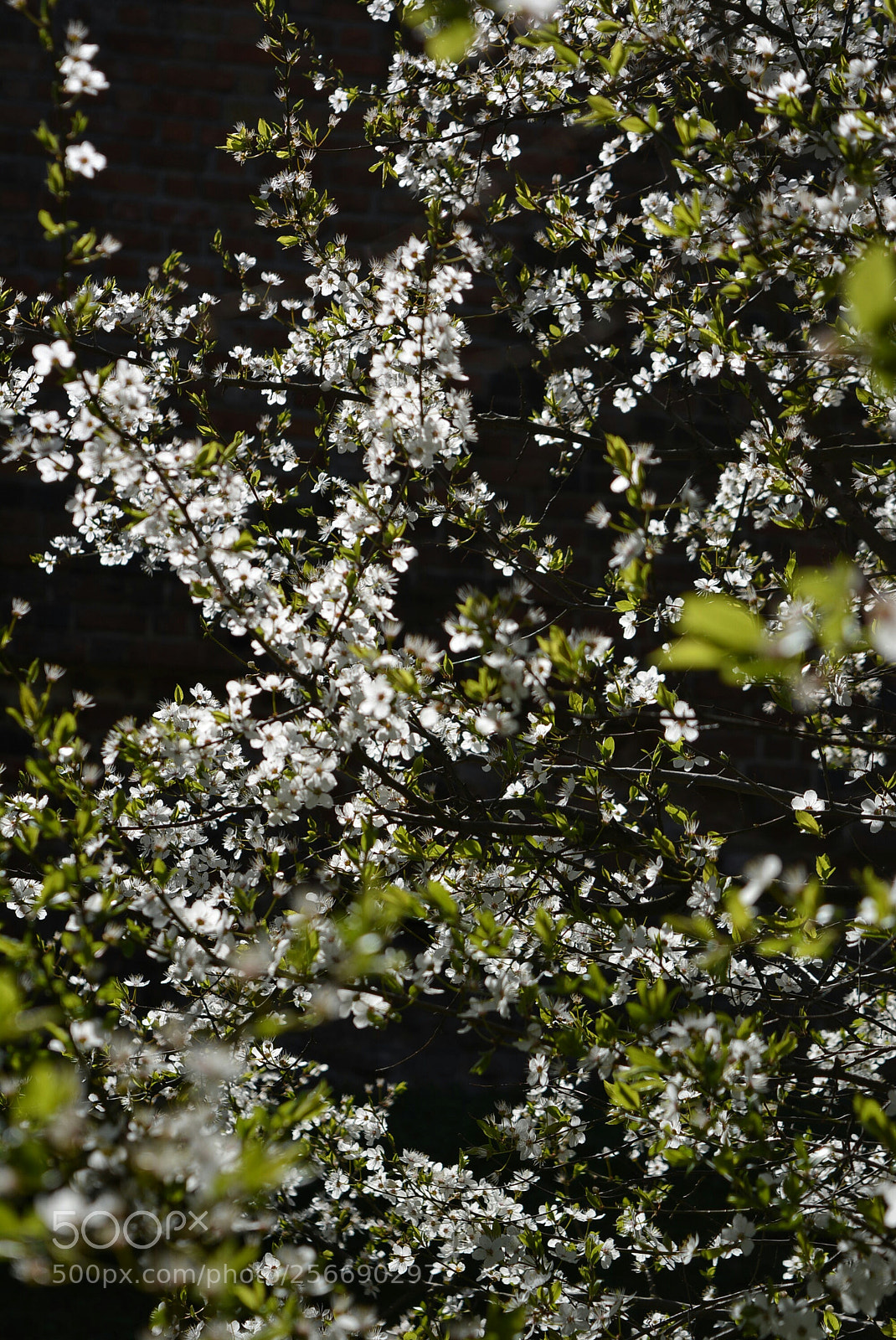 Nikon D5200 sample photo. Mirabelki18 photography