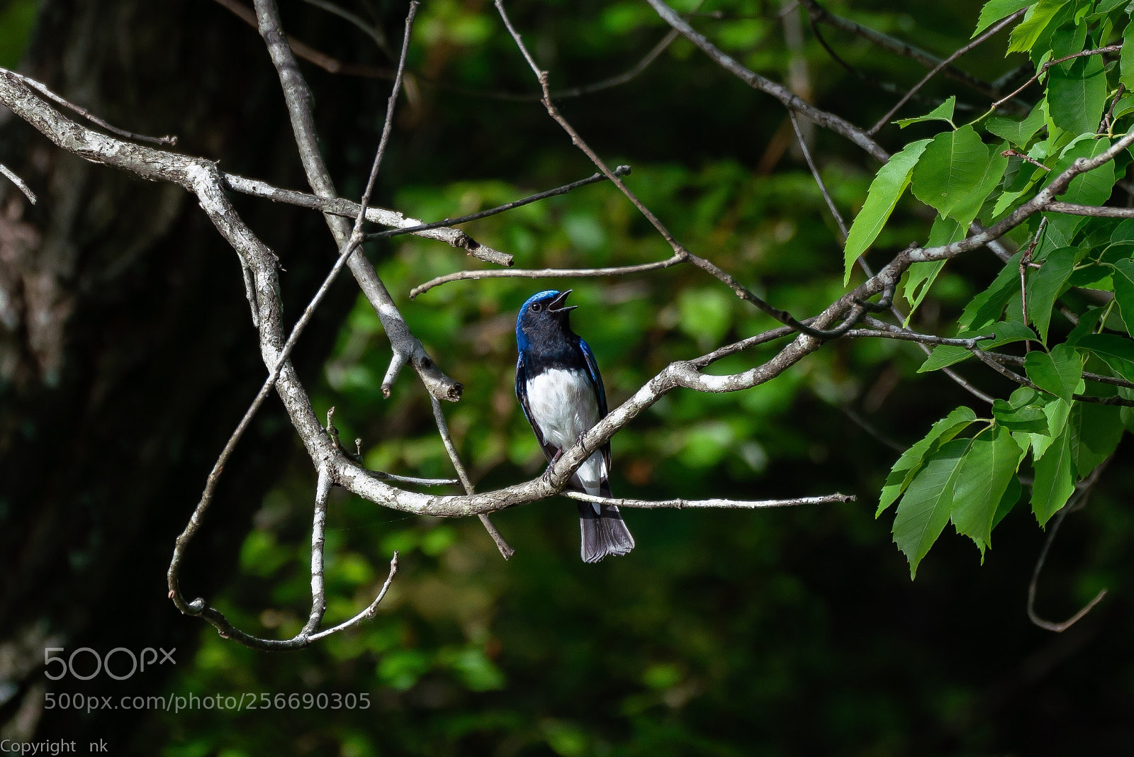 Sony a7R III sample photo. Blue-and-white flycatcher photography
