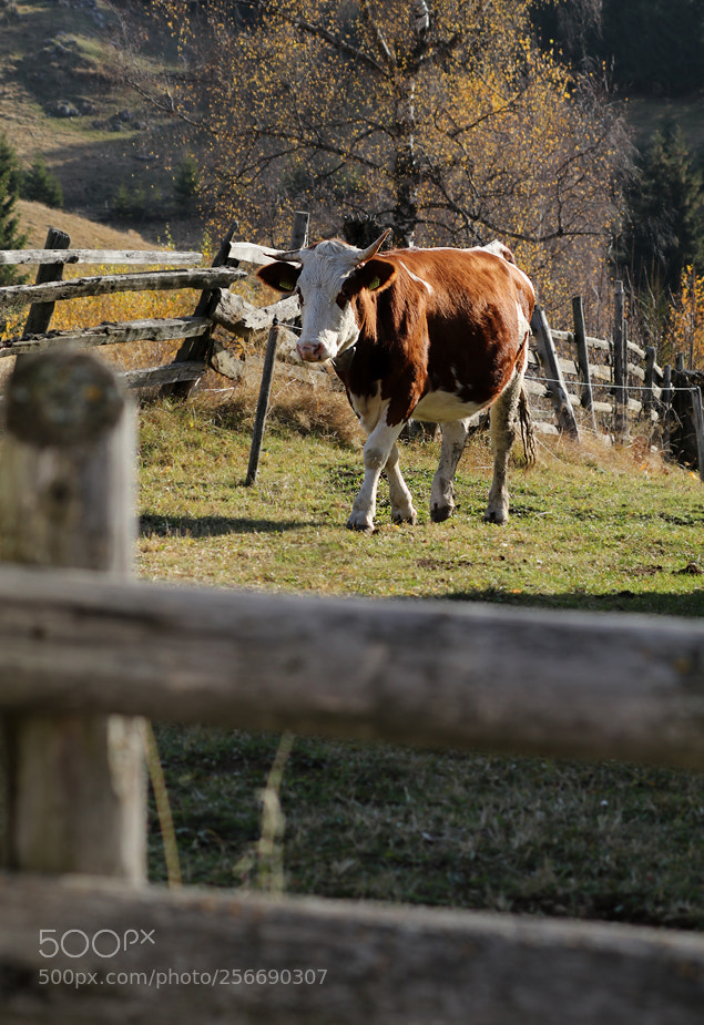 Canon EOS 80D sample photo. Cow's corral photography