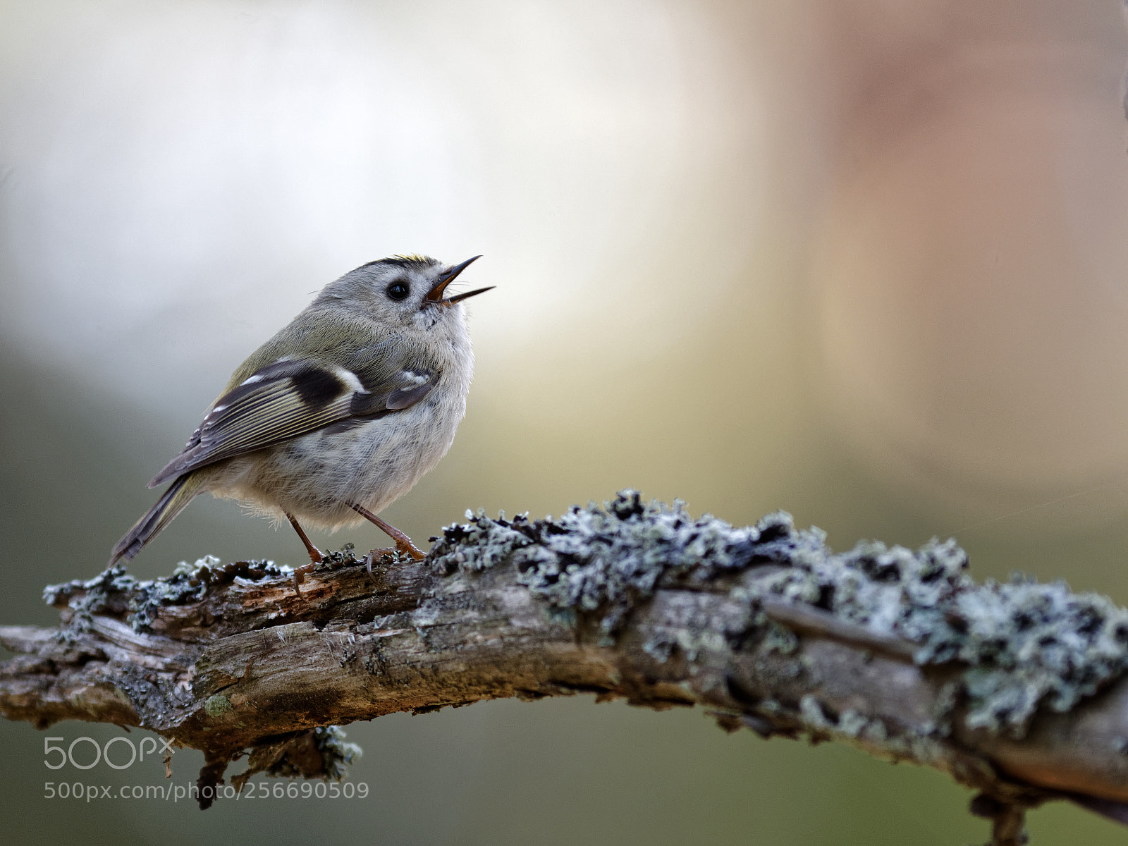 Olympus OM-D E-M1 Mark II sample photo. The little king photography