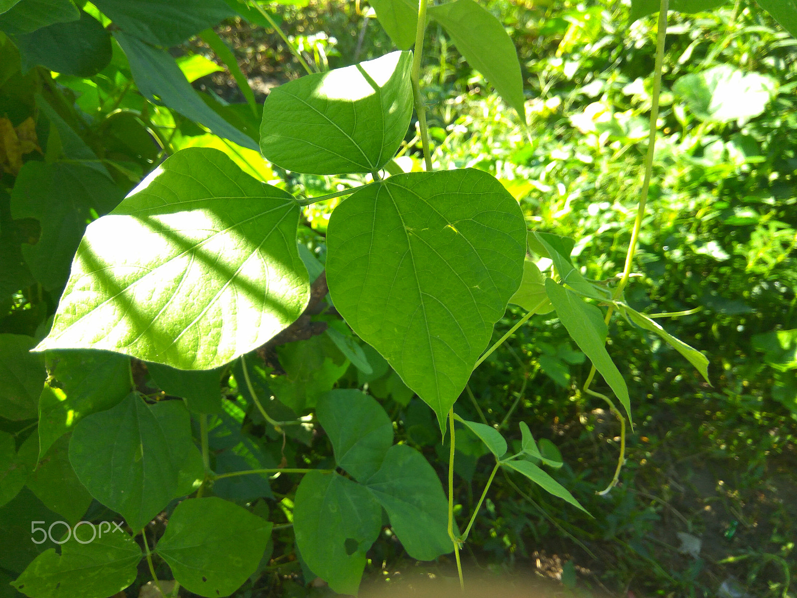 Xiaomi Redmi Note 3 sample photo. Nature.jpg photography