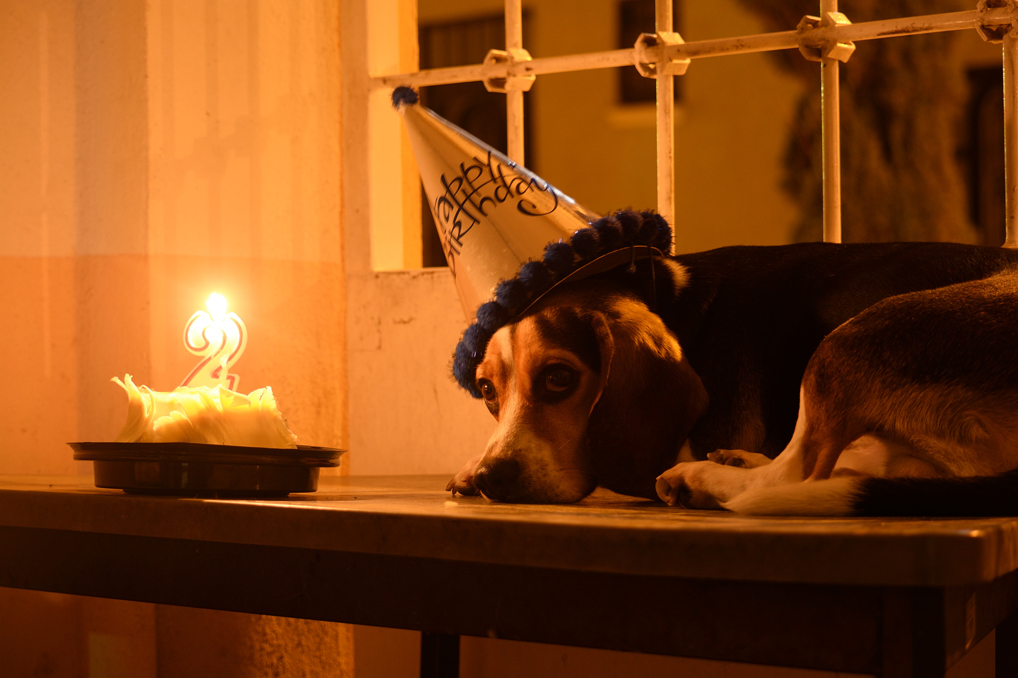 Nikon D7100 sample photo. Pet birthday photography