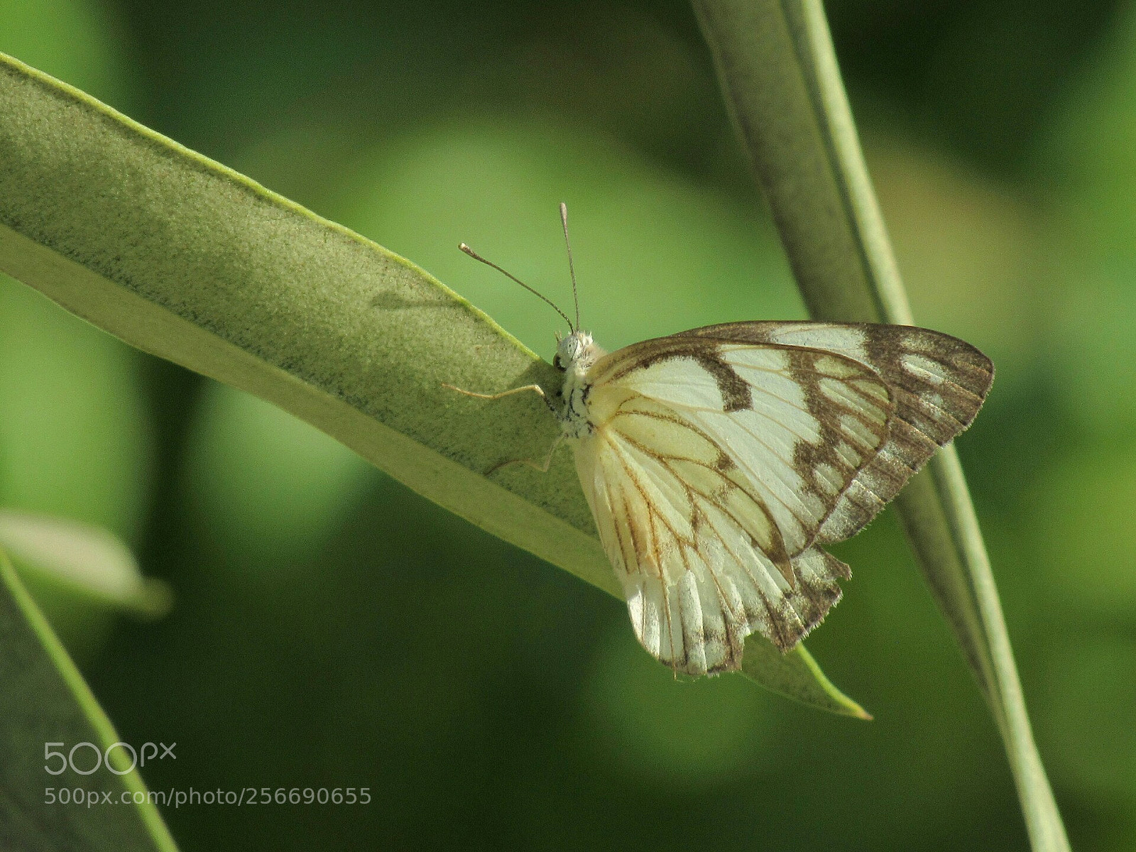 Canon PowerShot SX530 HS sample photo. Indian pioneer butterfly photography