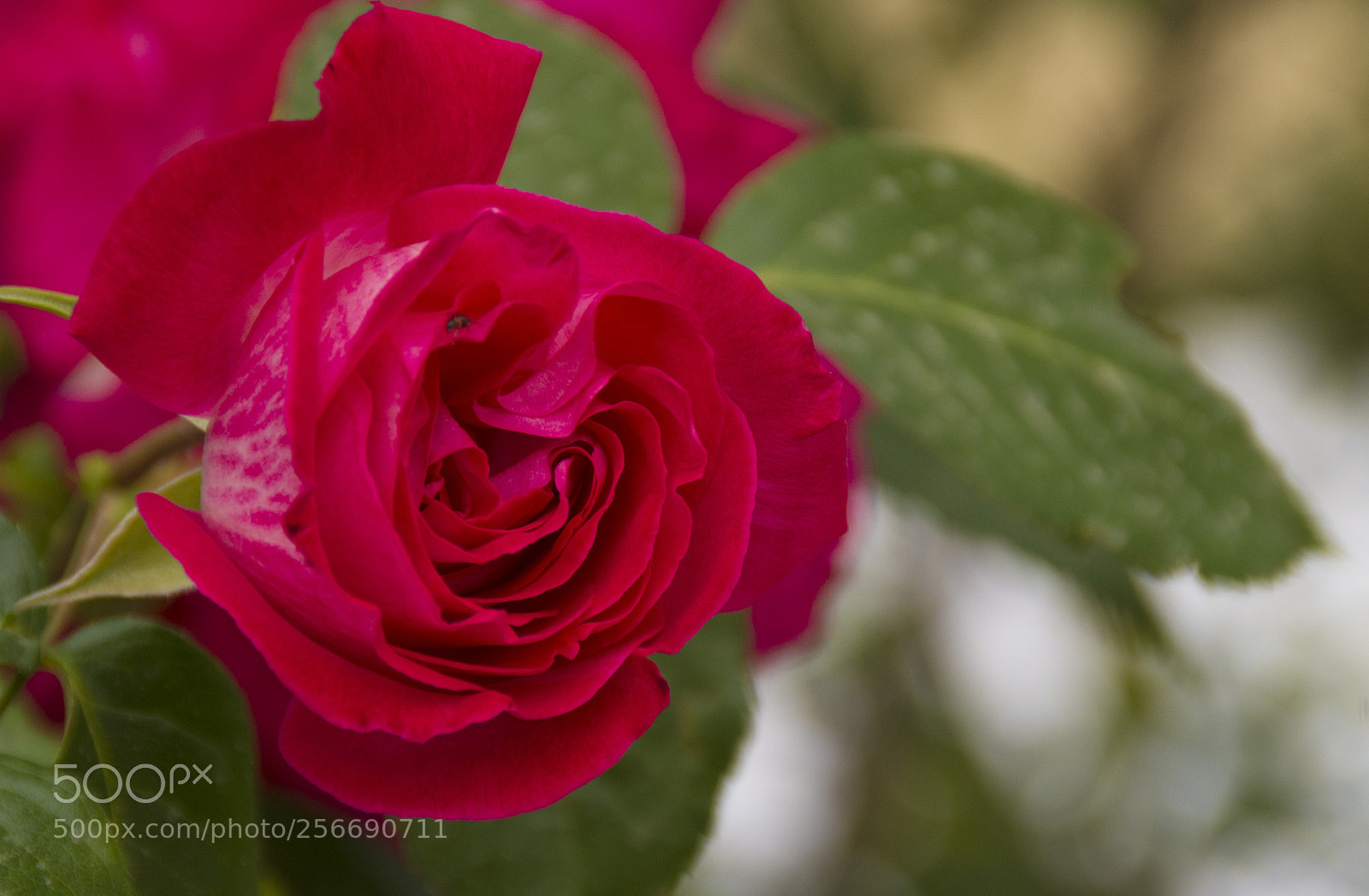 Pentax K-30 sample photo. La prima rosa photography