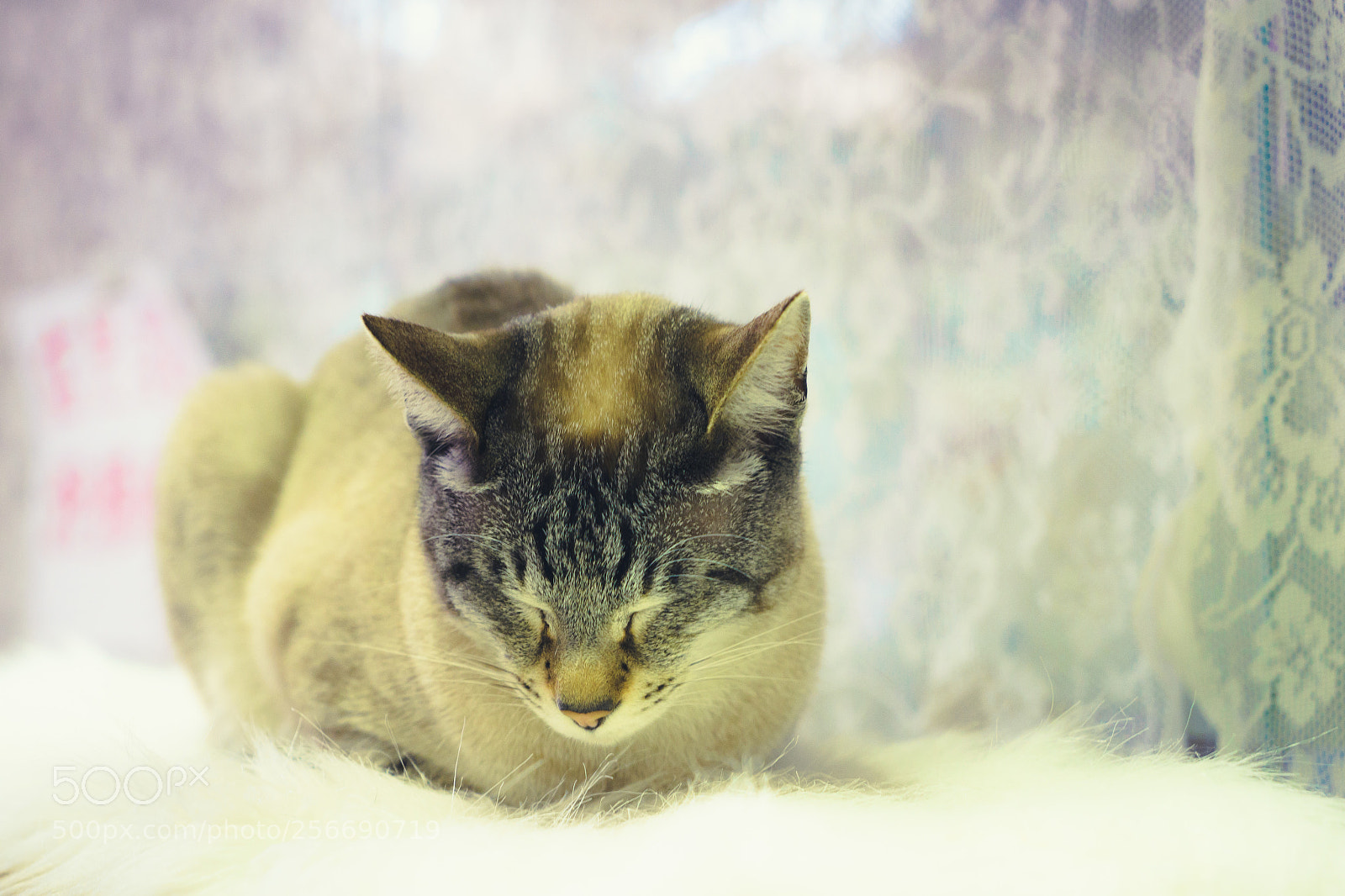 Sony a7 sample photo. Sleepy cat photography