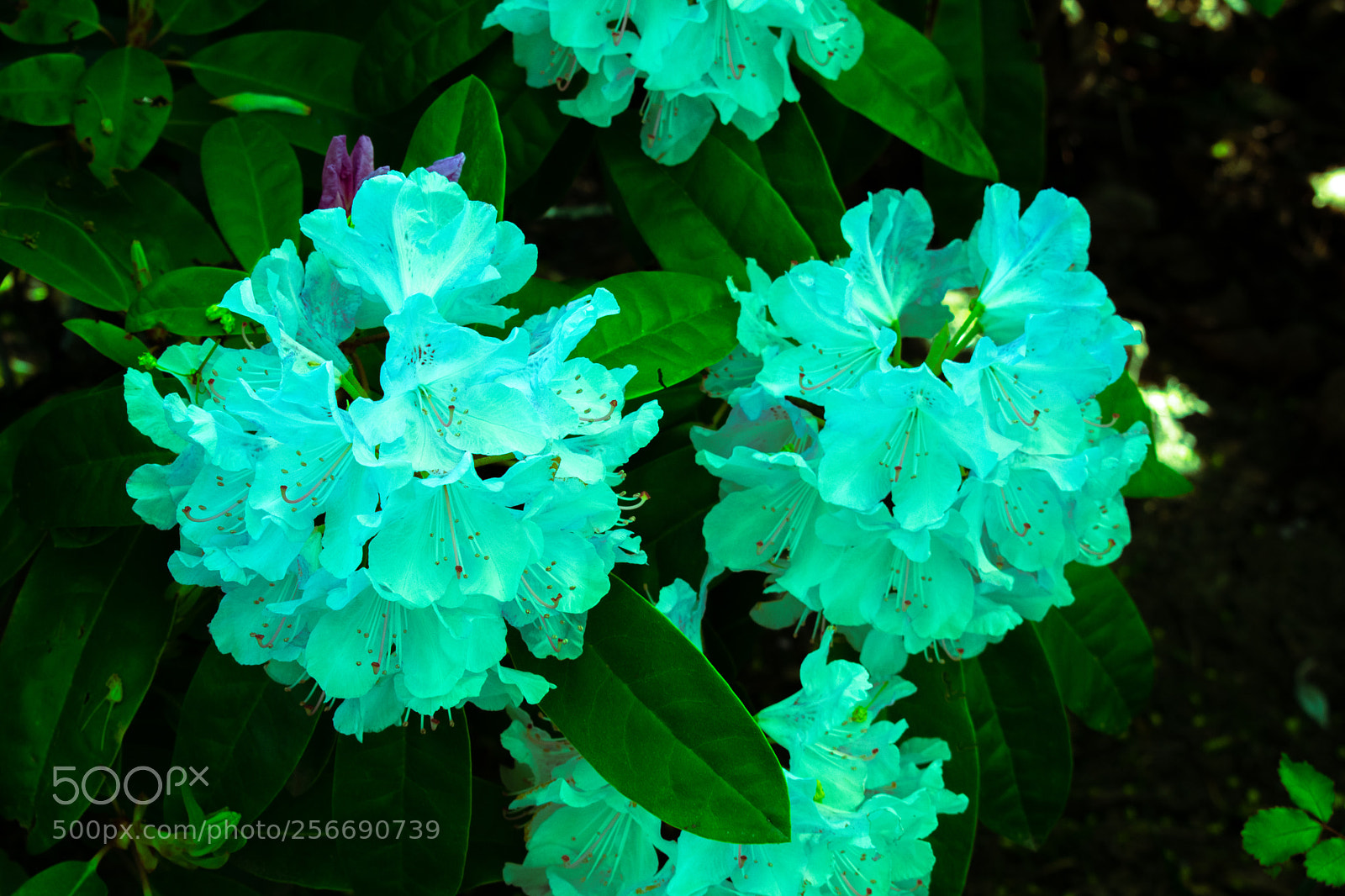 Nikon D3400 sample photo. Spring in vancouver photography