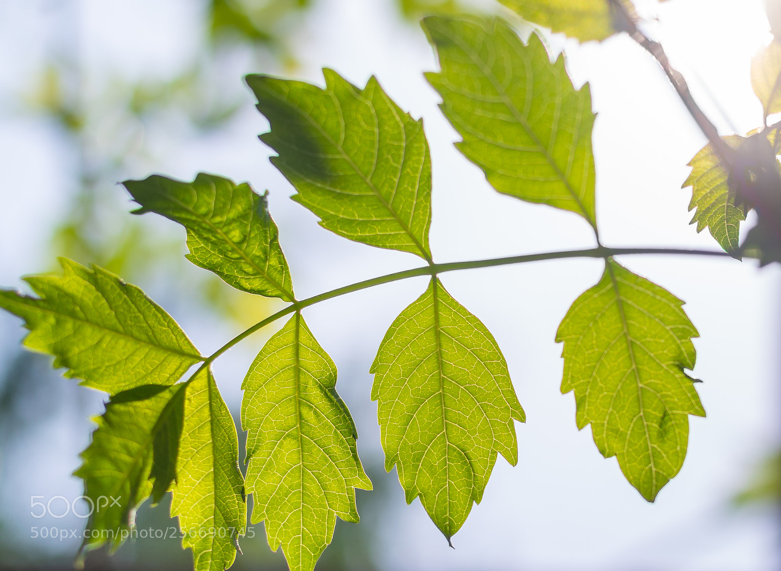 Sony a7R III sample photo. Untitled photography