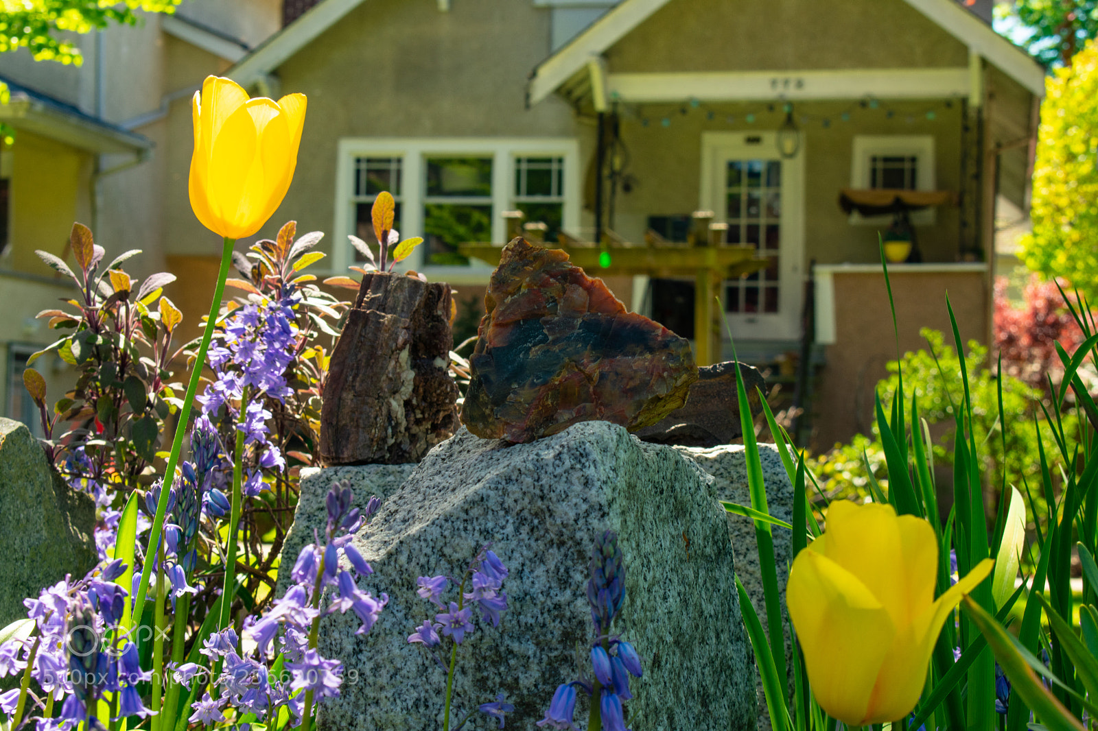Nikon D3400 sample photo. Spring in vancouver photography