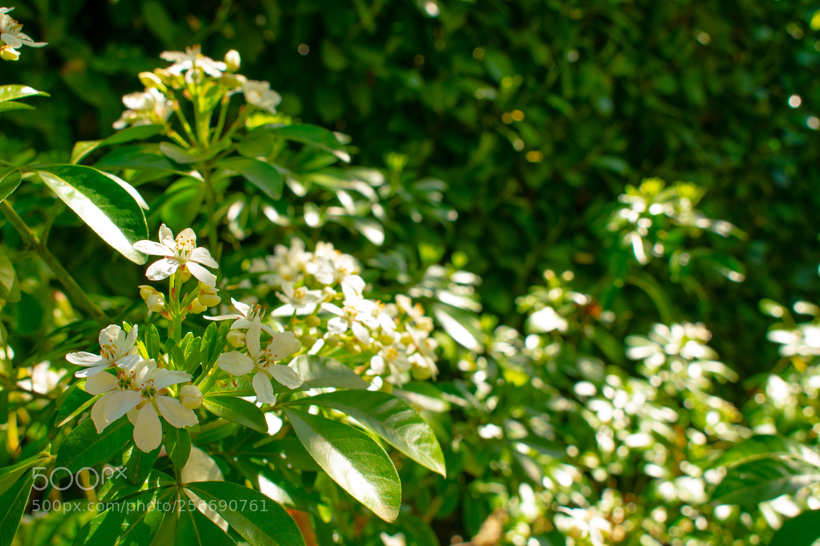 Nikon D3400 sample photo. Spring in vancouver photography