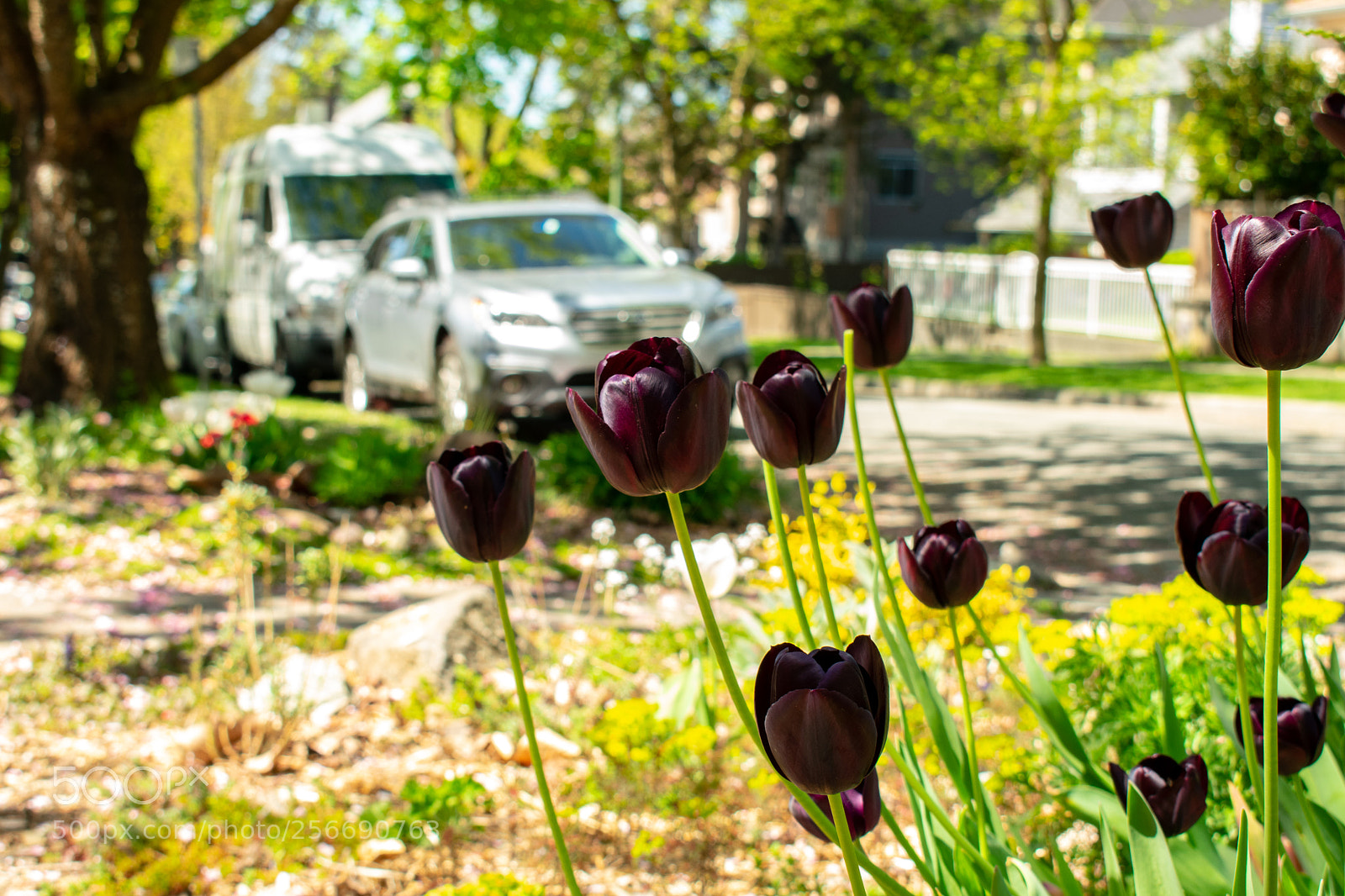 Nikon D3400 sample photo. Spring in vancouver photography