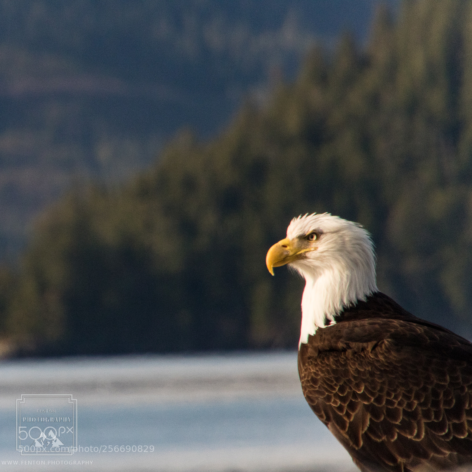 Canon EOS 760D (EOS Rebel T6s / EOS 8000D) sample photo. Cordova bald eagle photography