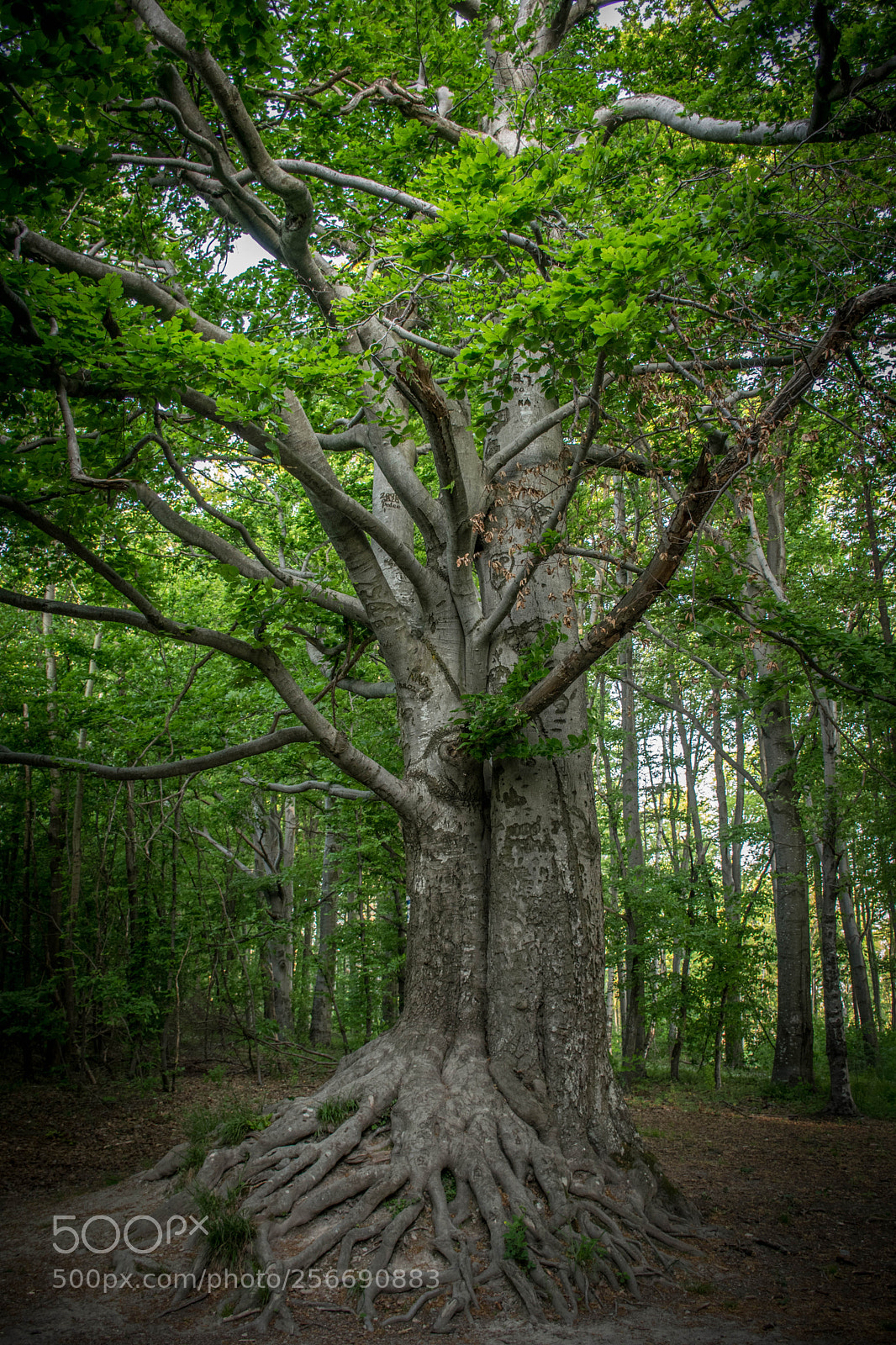 Nikon D5300 sample photo. Green giant photography