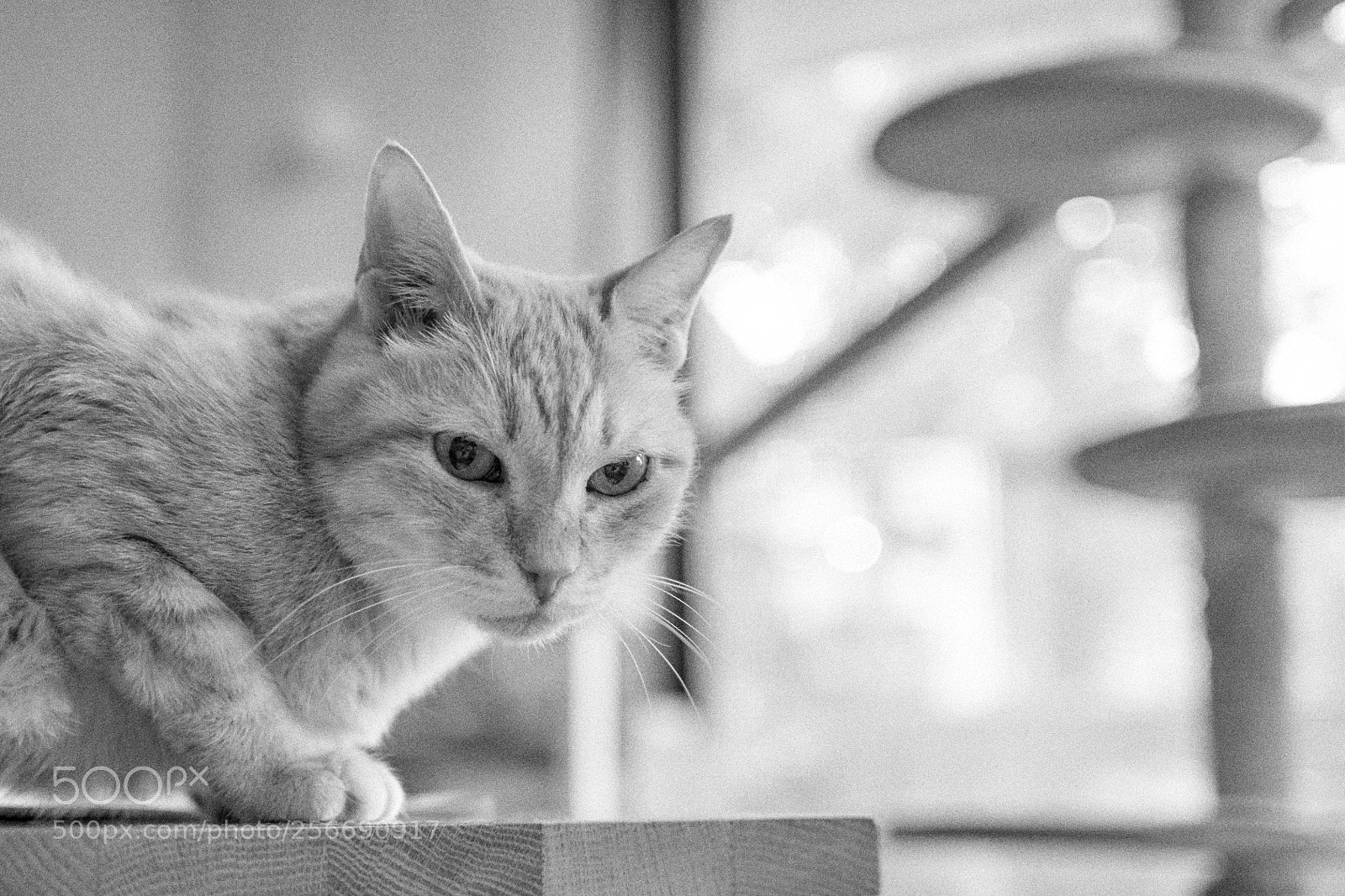 Sony a7 II sample photo. Maro may 2018 photography