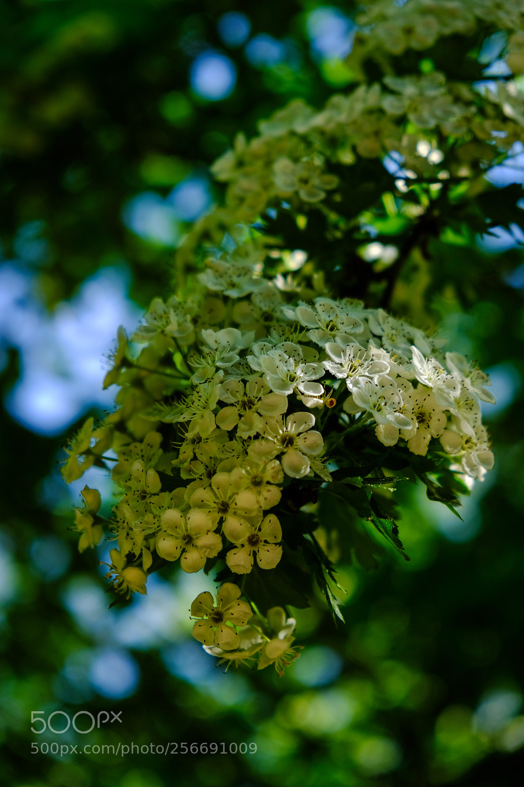 Fujifilm X-T20 sample photo. The splendor' photography