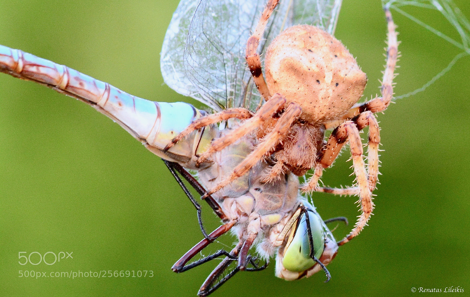 Nikon D7100 sample photo. Spider photography