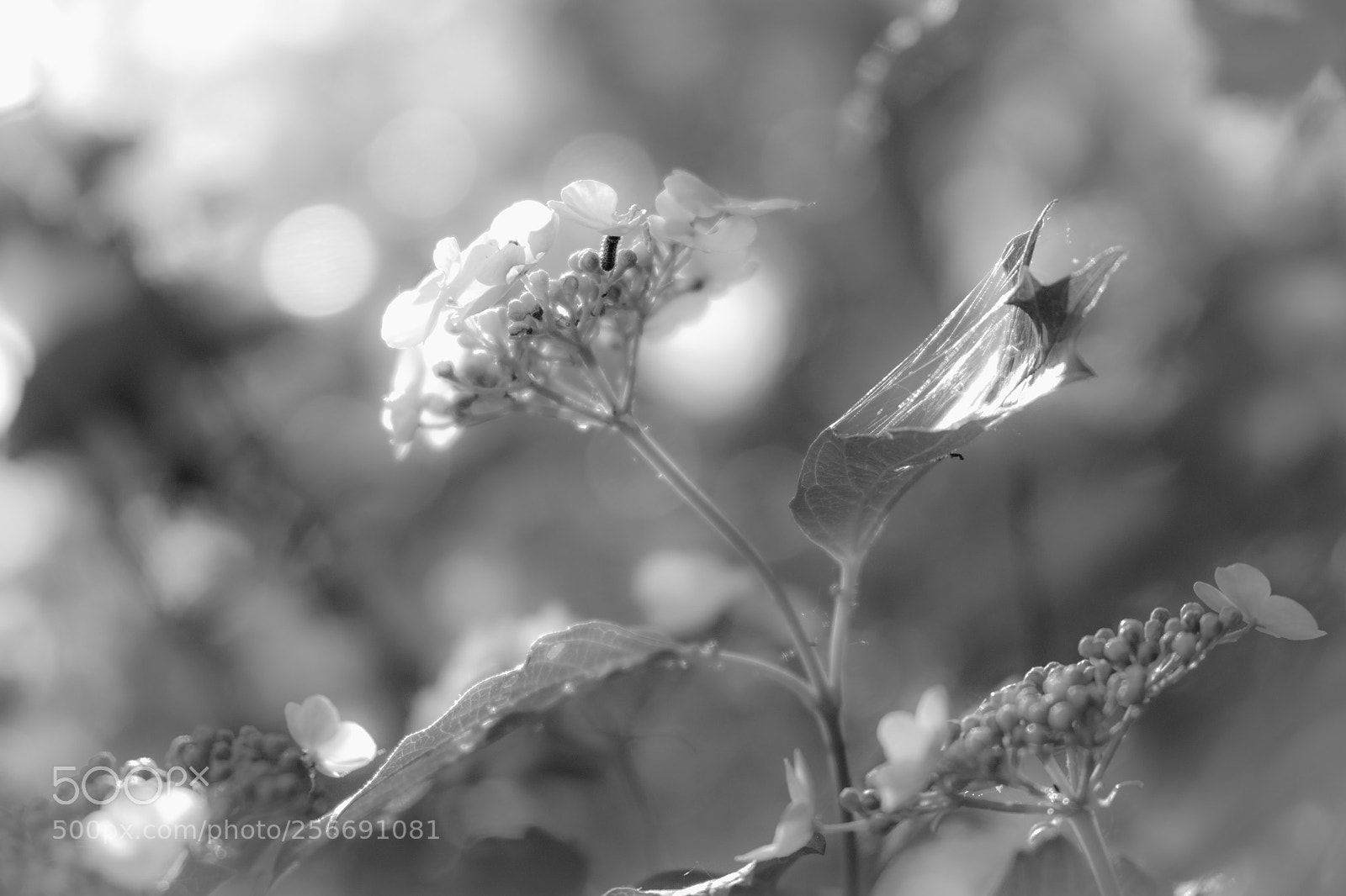 Fujifilm X-T20 sample photo. 'into the light' photography