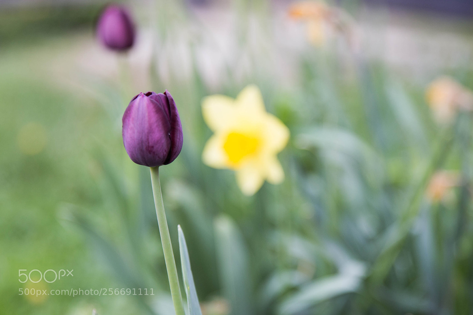 Canon EOS 6D sample photo. Little tulip photography