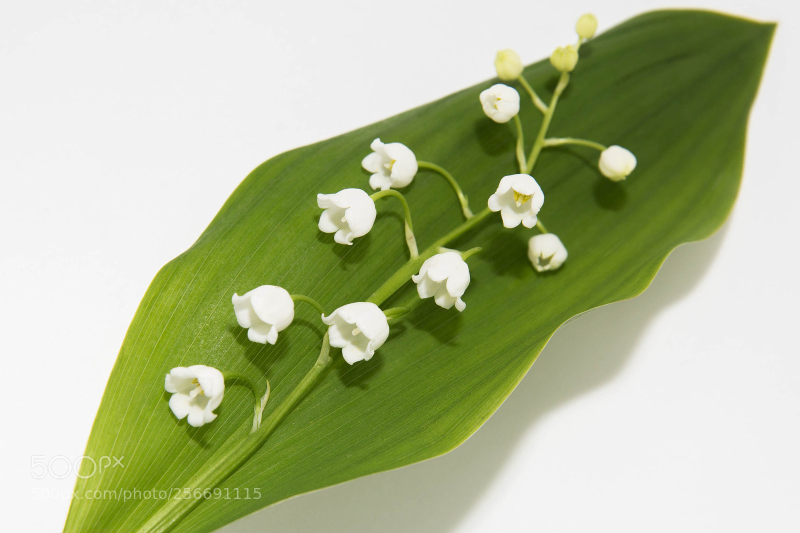 Canon EOS 6D sample photo. Lily of the valley photography