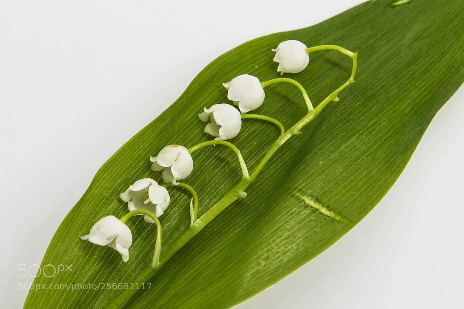 Canon EOS 6D sample photo. Lily of the valley 2 photography