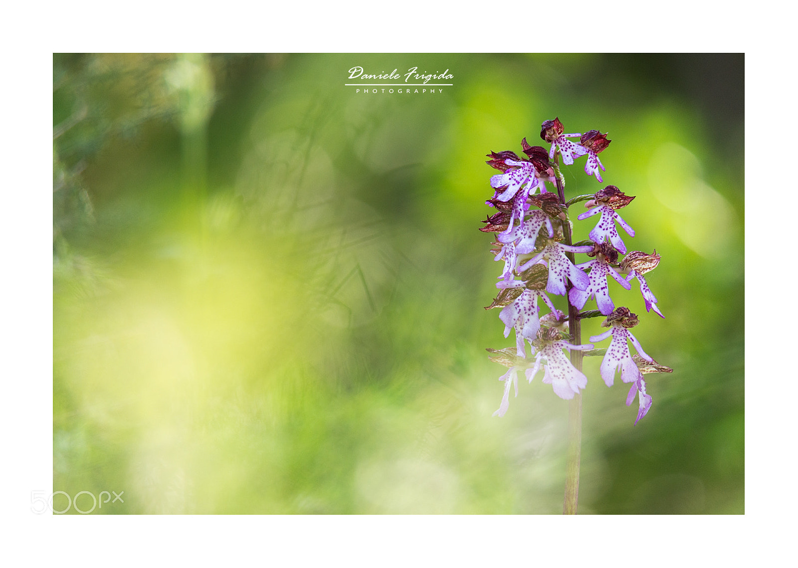 Nikon D610 sample photo. Orchis purpurea photography
