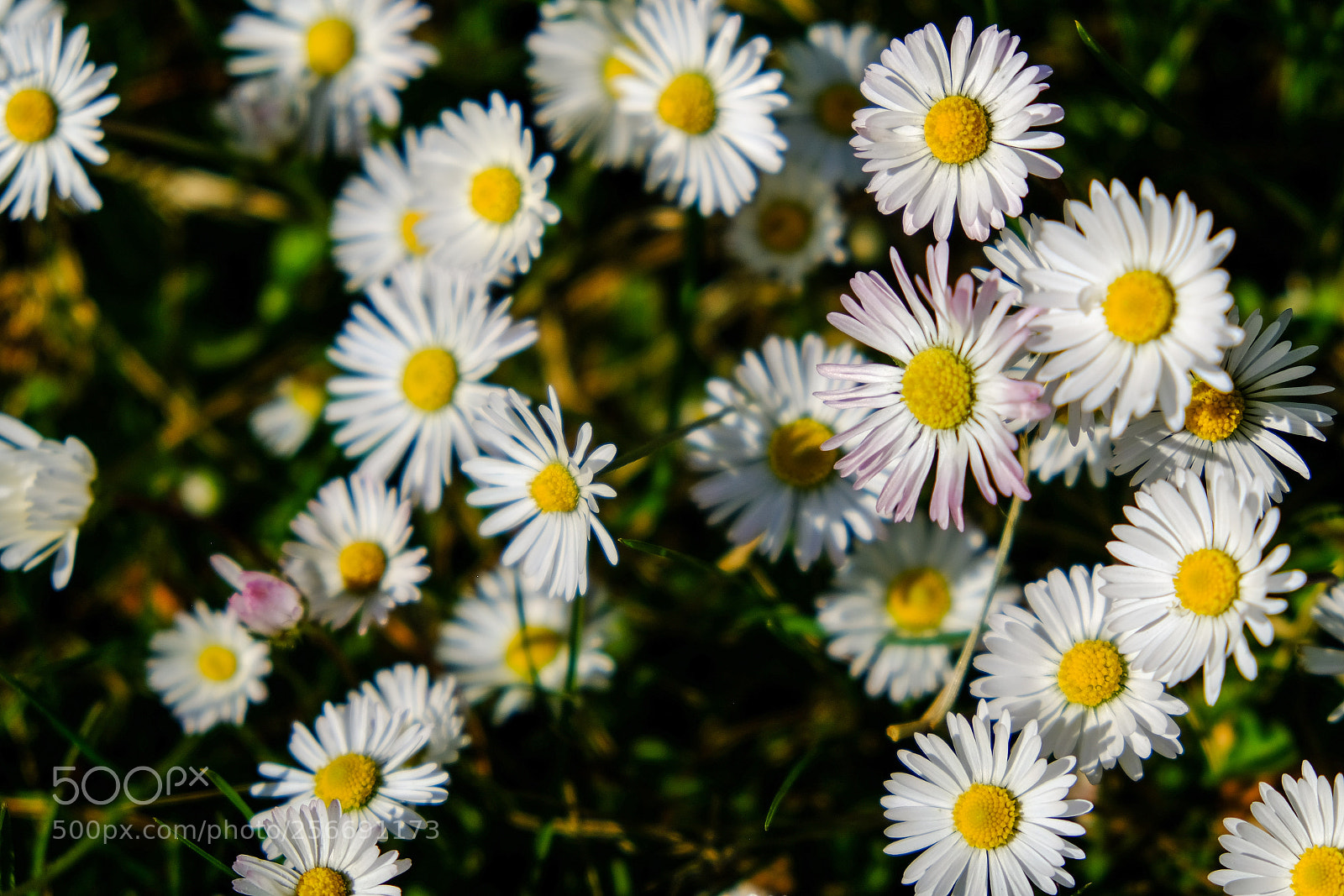 Fujifilm X-T20 sample photo. 'daisies' photography