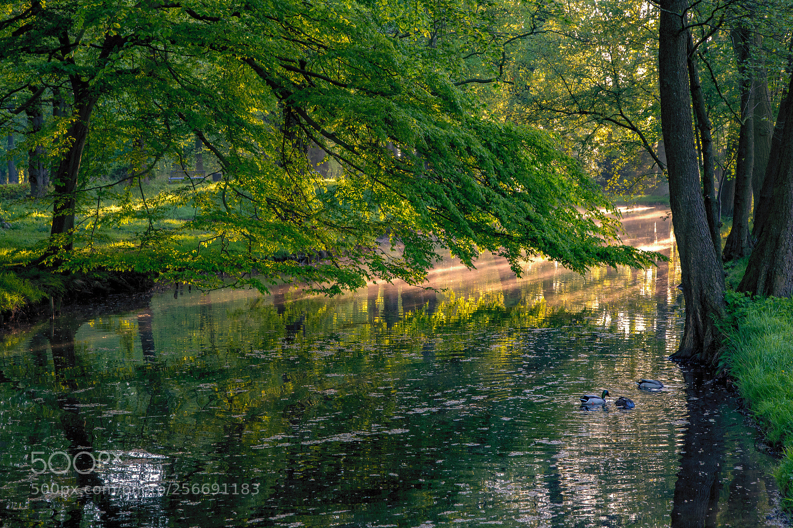 Canon EOS 6D sample photo. Sunrays on the moat photography