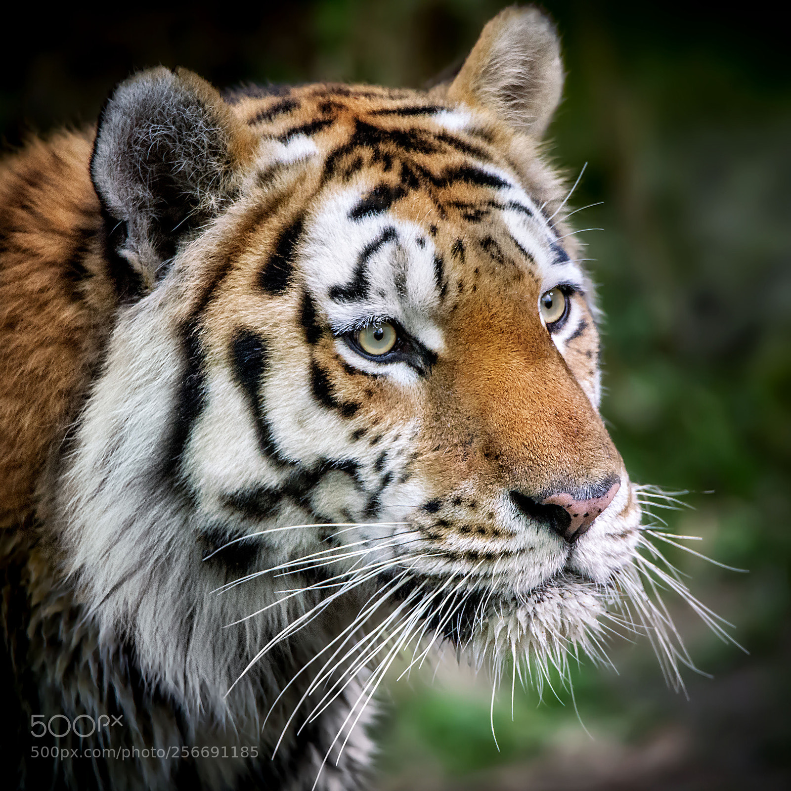 Canon EOS 6D sample photo. Tiger. photography