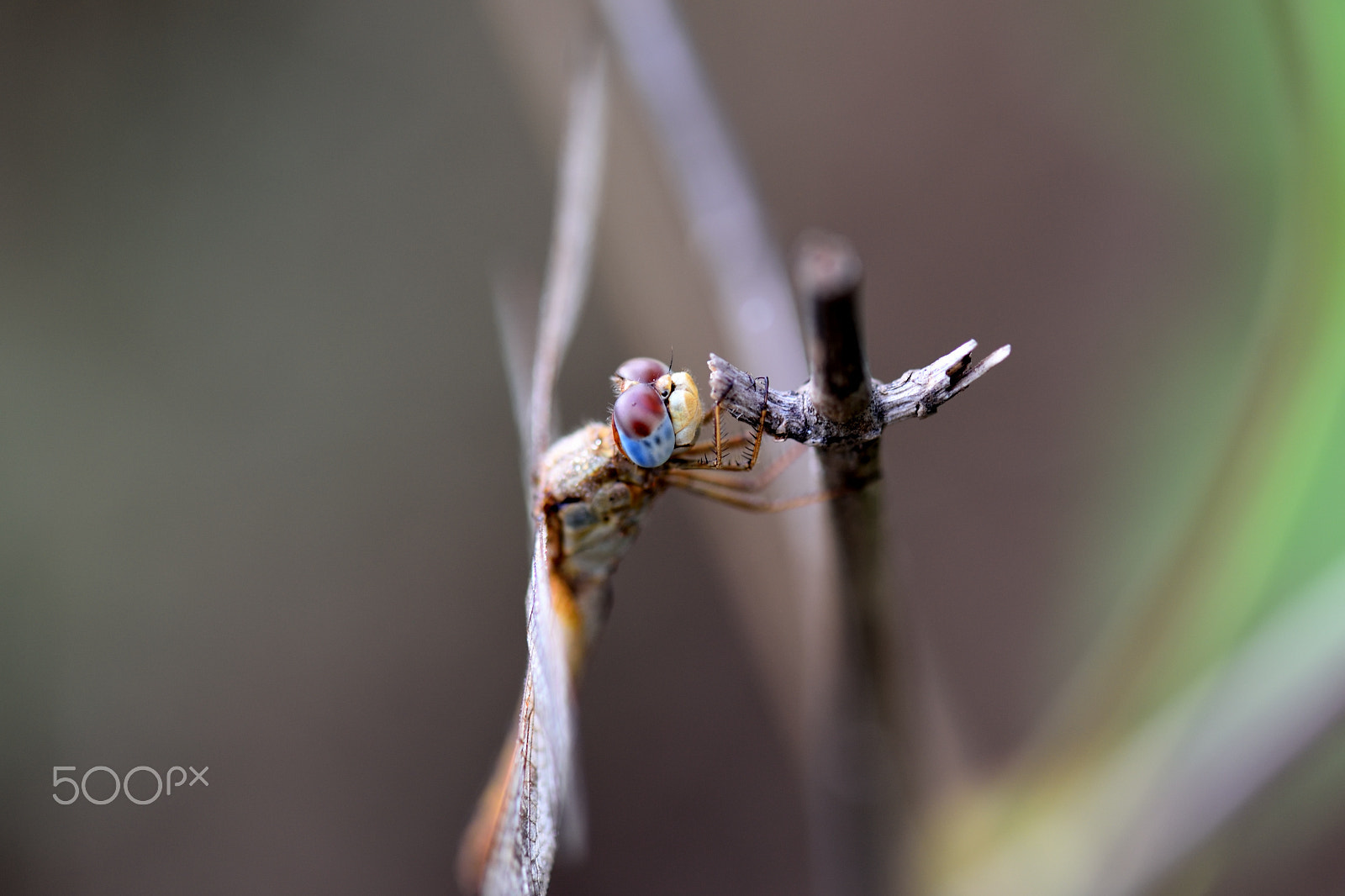 Nikon AF-S Micro-Nikkor 105mm F2.8G IF-ED VR sample photo. Dragonfly photography