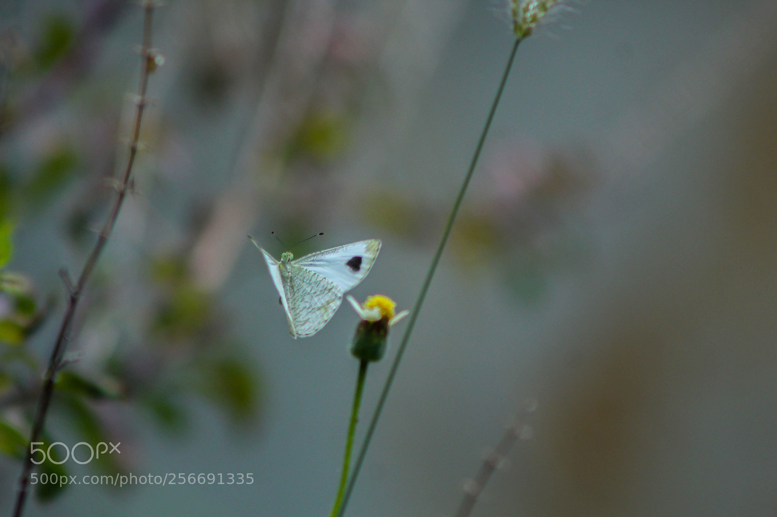 Canon EOS 60D sample photo. What would a butterfly photography