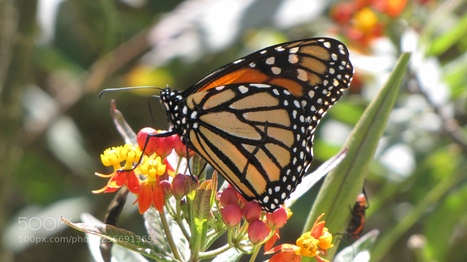 Canon PowerShot SX10 IS sample photo. Buttery butterfly photography