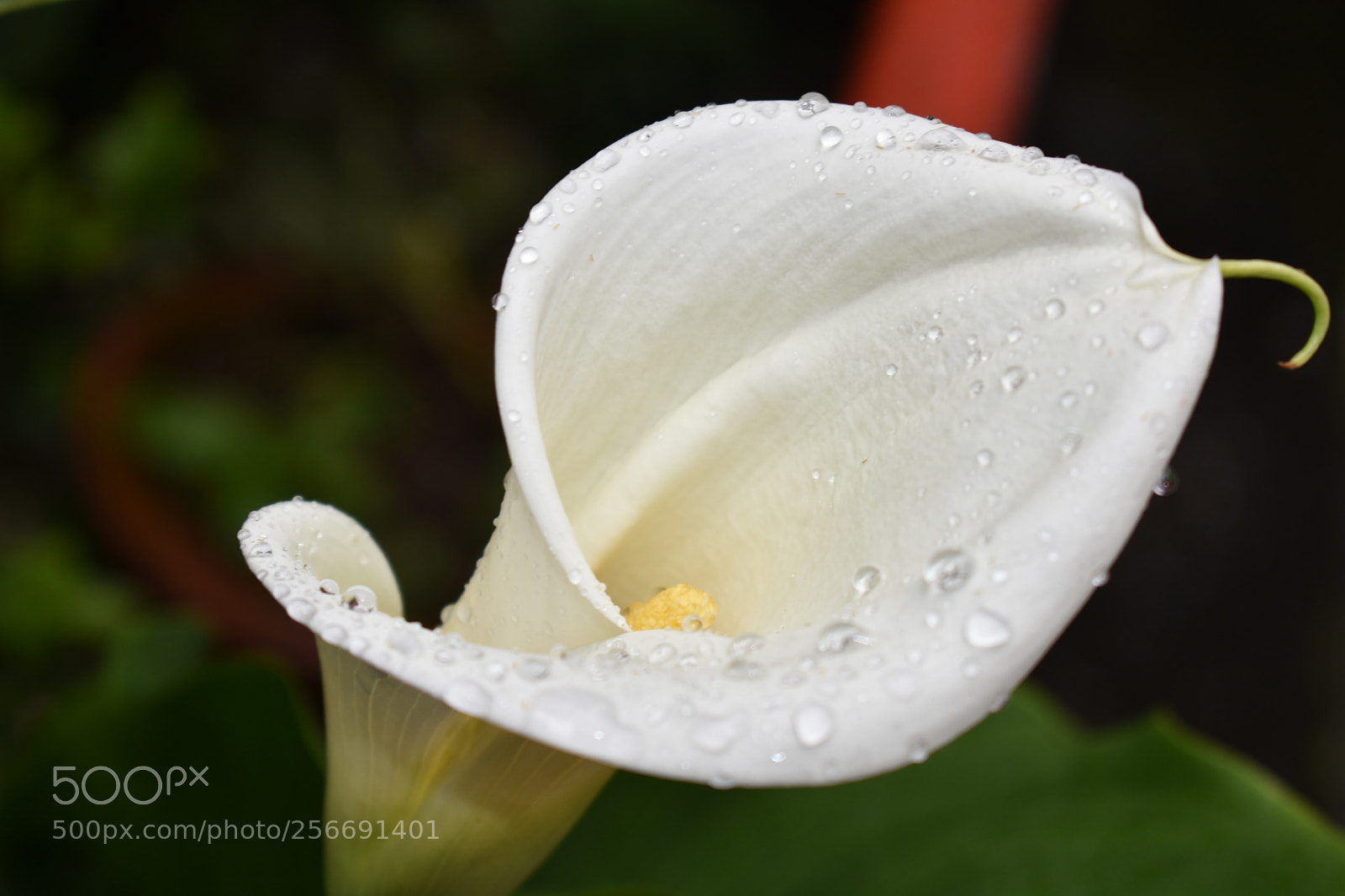 Nikon D3400 sample photo. Untitled photography