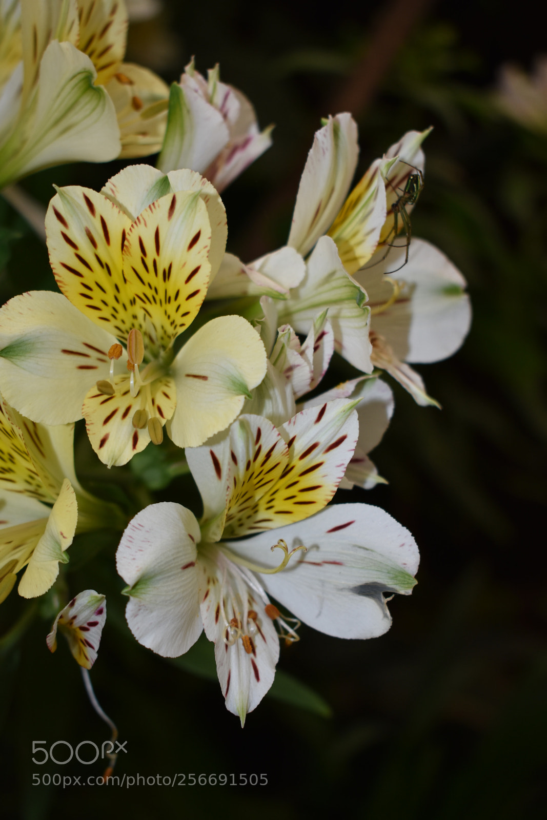 Nikon D3400 sample photo. Untitled photography