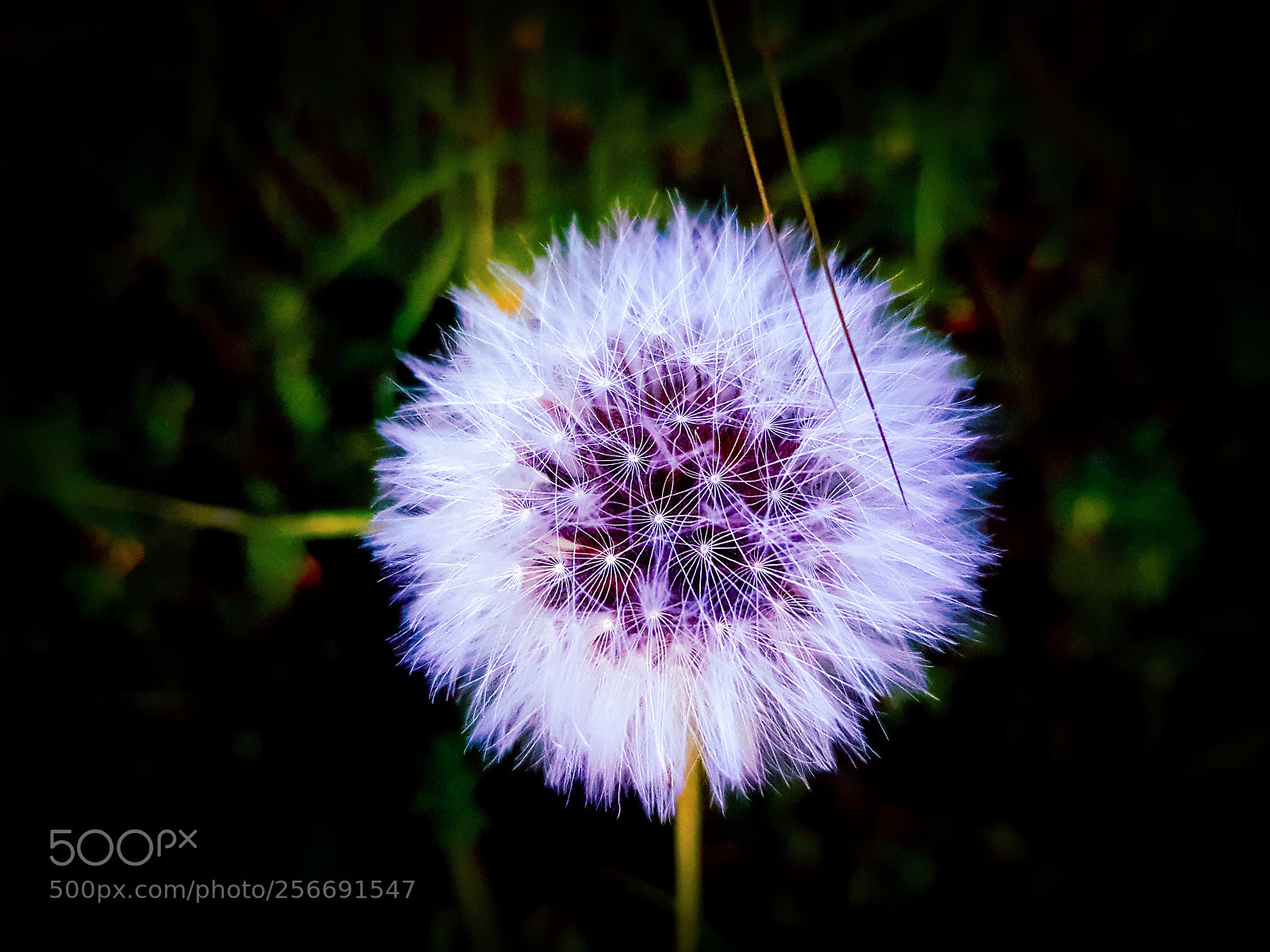 Samsung Galaxy S7 sample photo. Flower #19 s7 photography