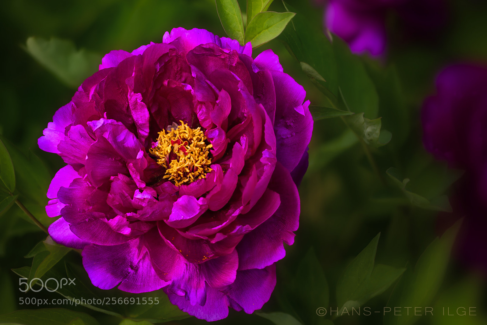 Canon EOS 5D Mark IV sample photo. Peony photography