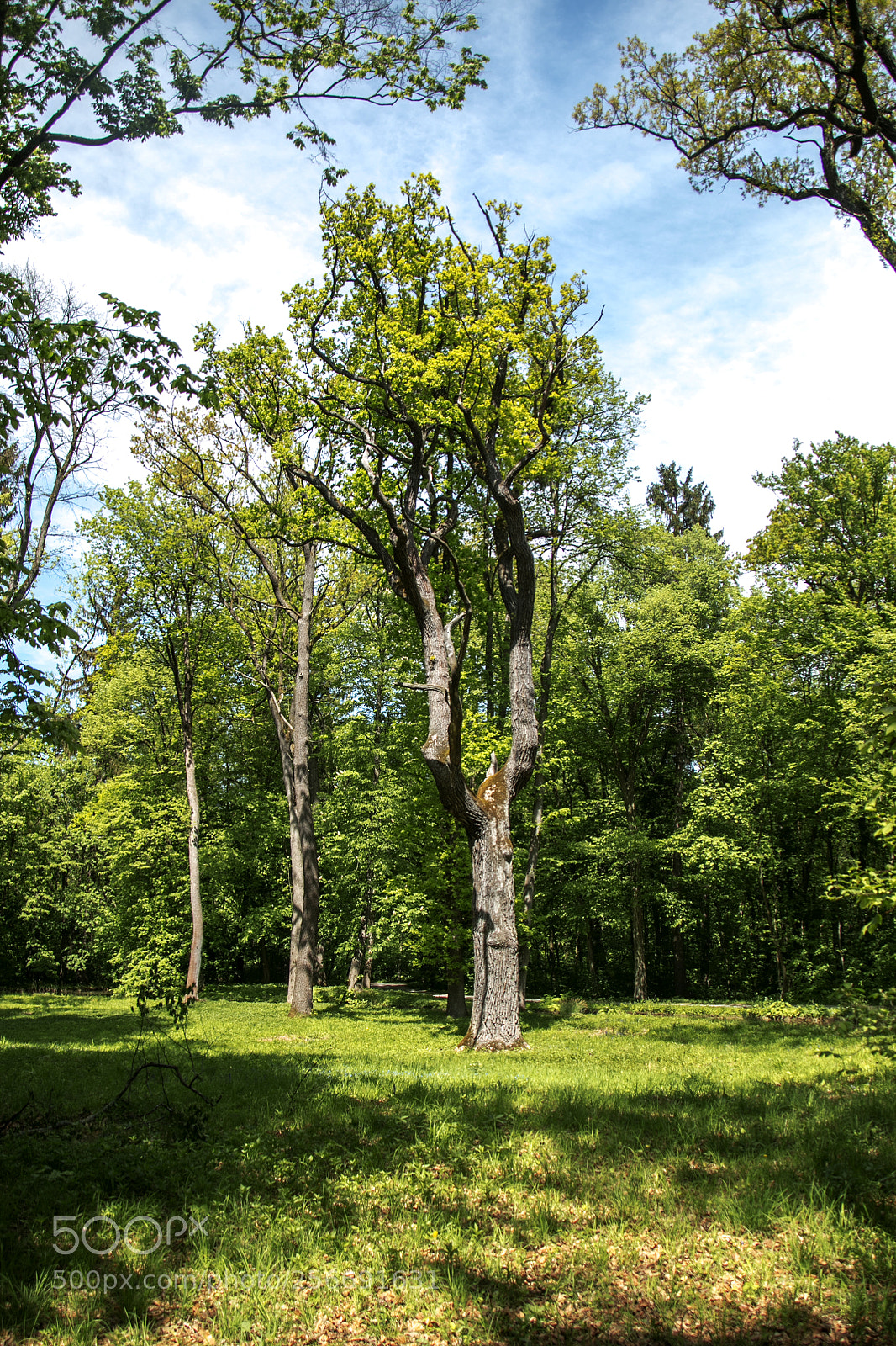 Canon EOS 70D sample photo. Natur photography